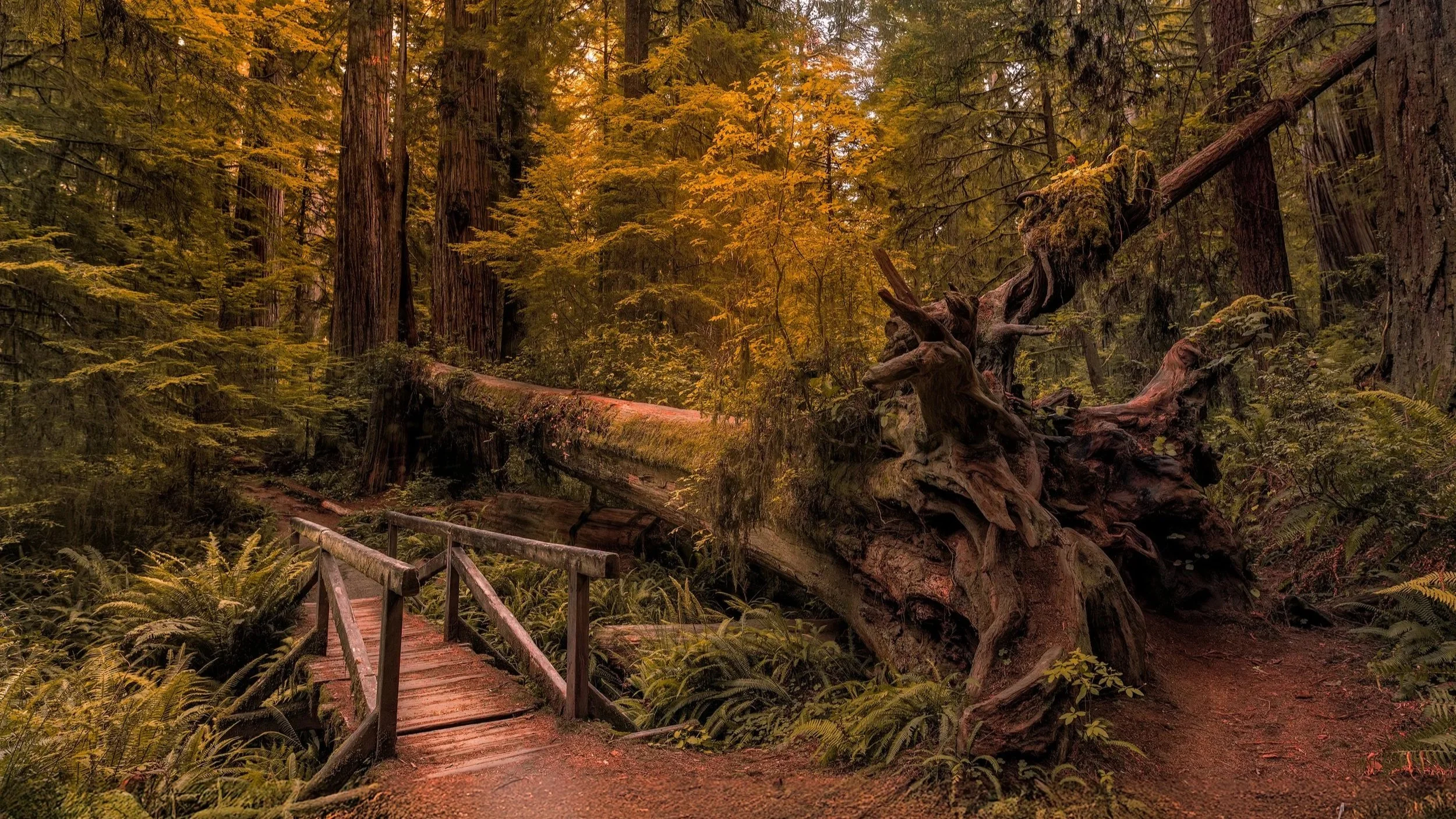Fotografía de paisaje otoñal con puente y sequoya  para arquitectura healness e integración biofílica en hospitales, residencias y oficinas.