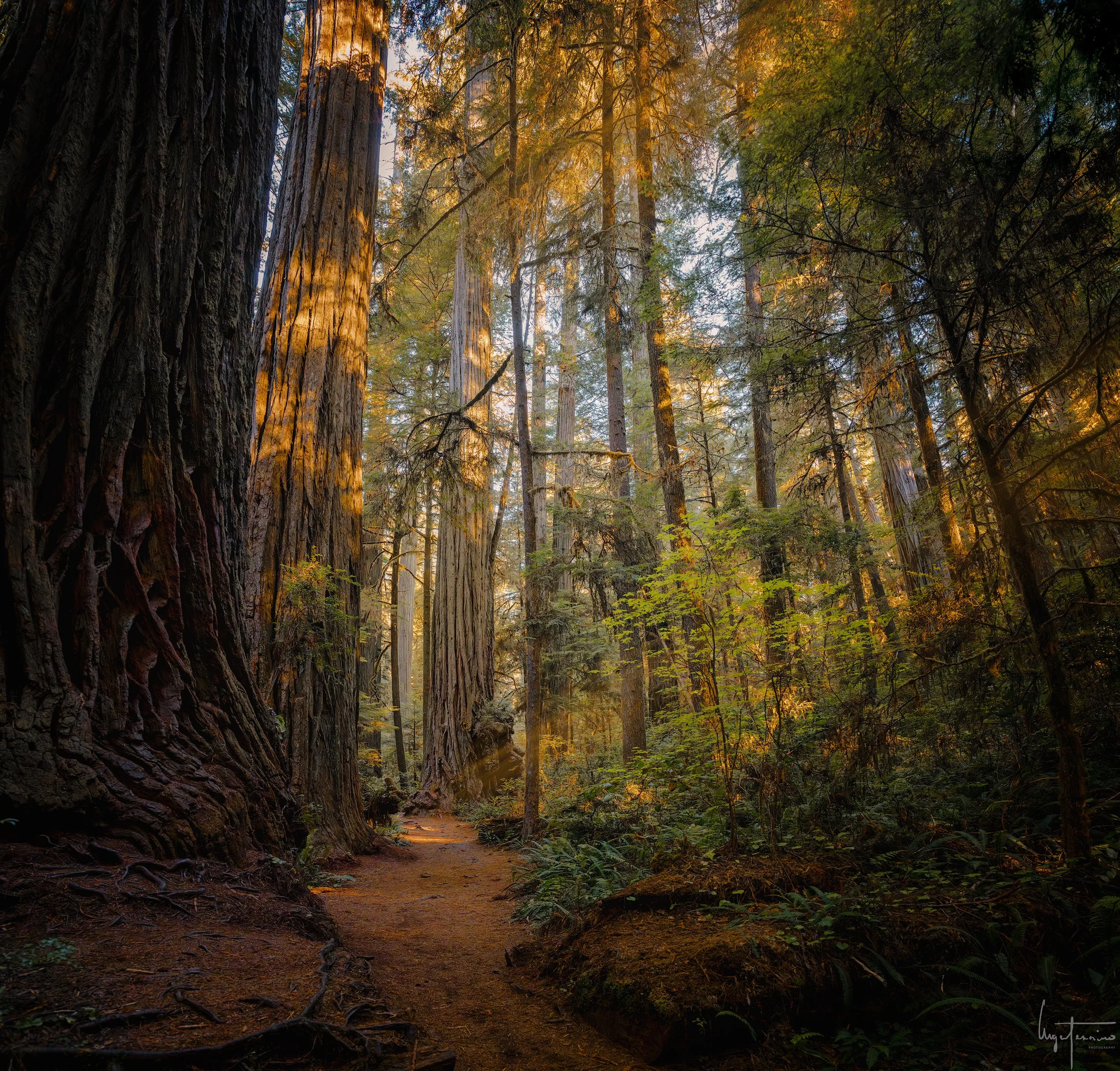 _OZ87976-Pano-Editar-enfocada.jpg