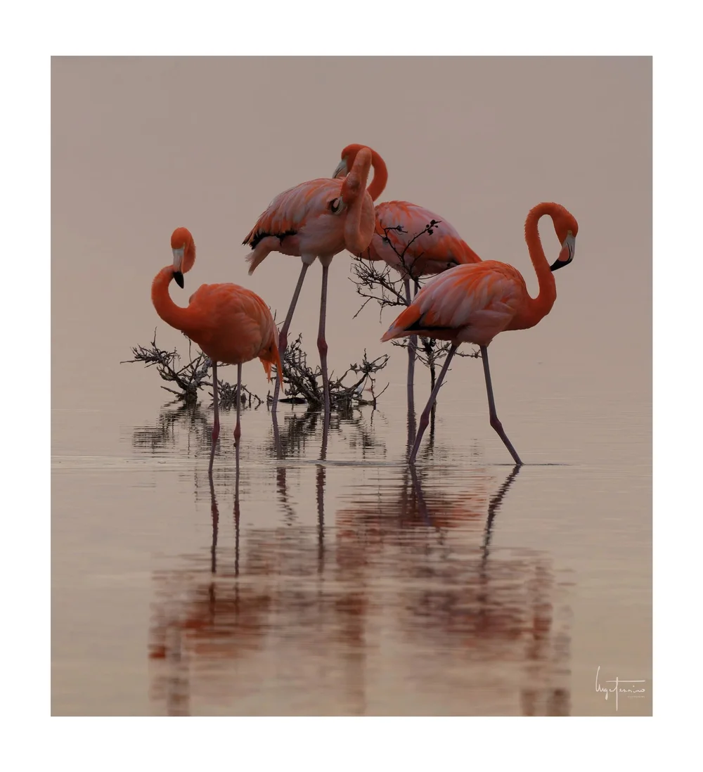 Fotografía fine art de flamencos — colección Wellness