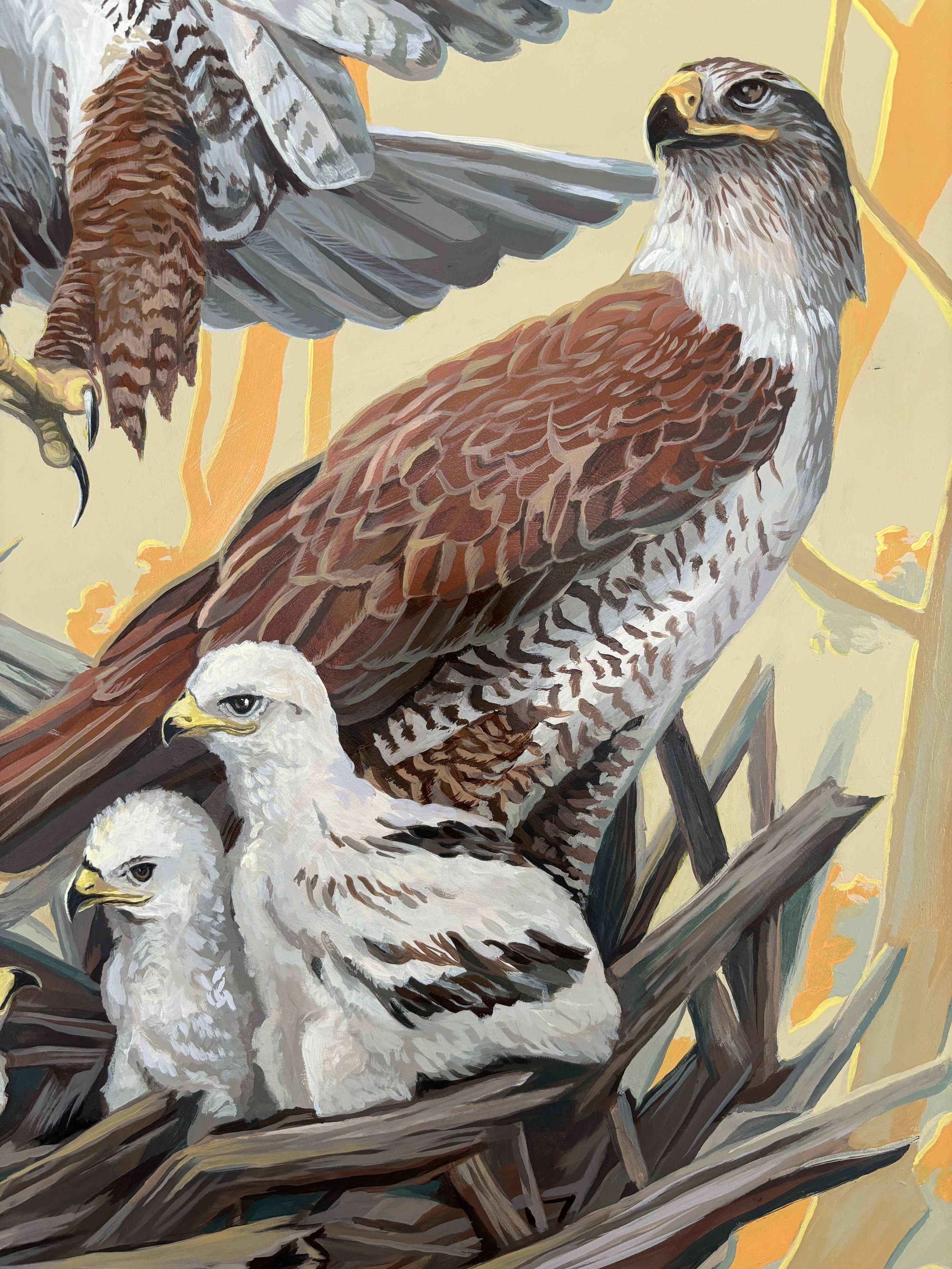 hawk 4.jpg