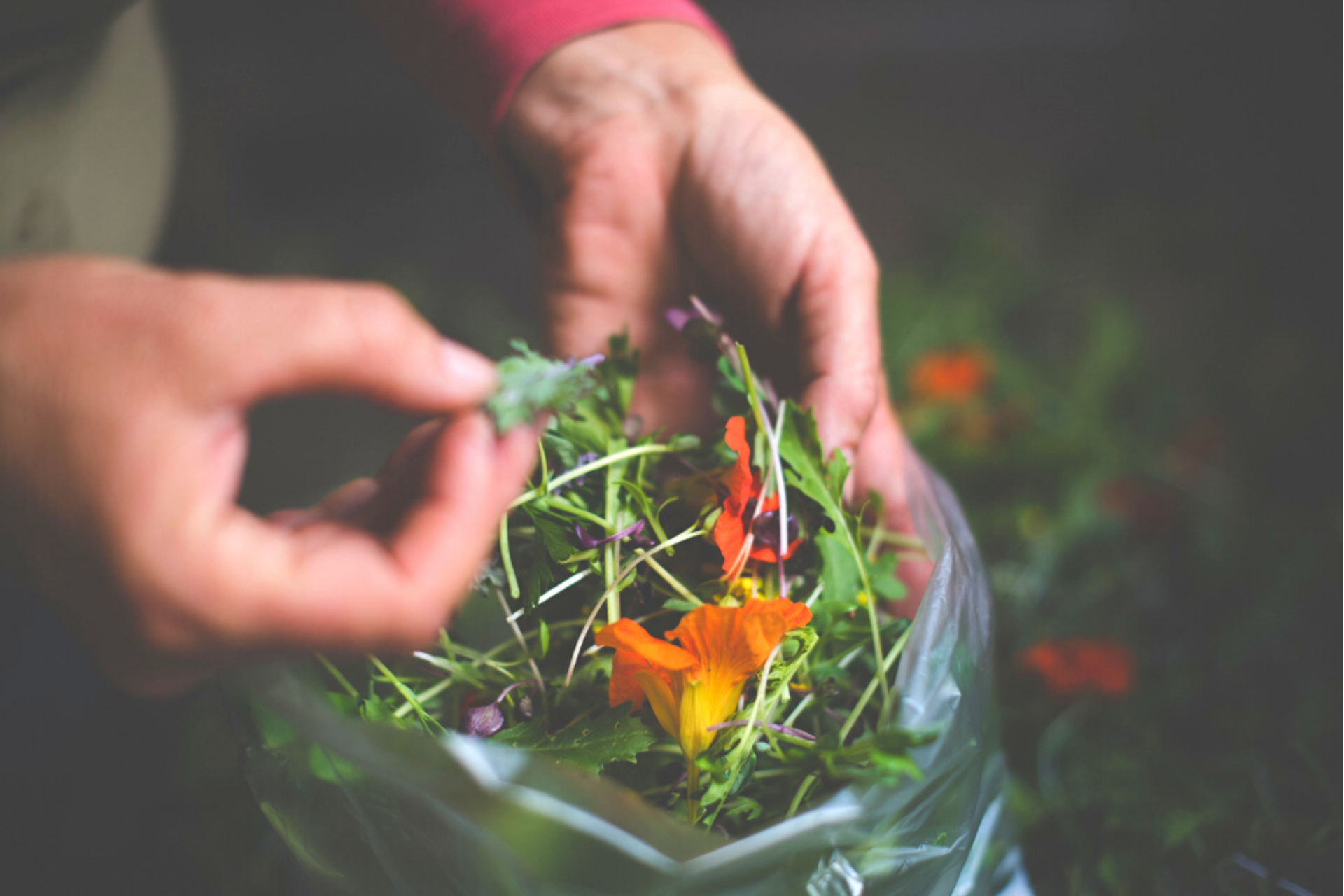 Blue Dog Salad Leaves_2.png
