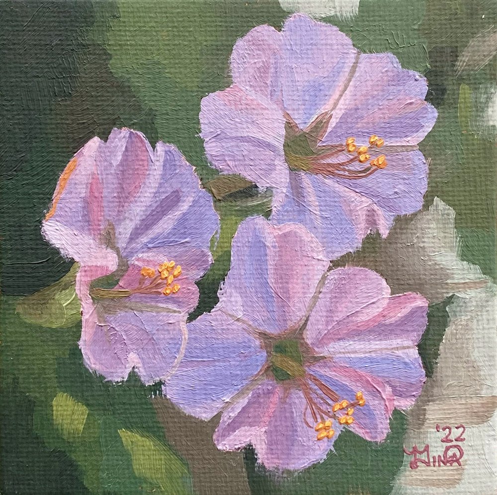 Mirabilis Jalapa