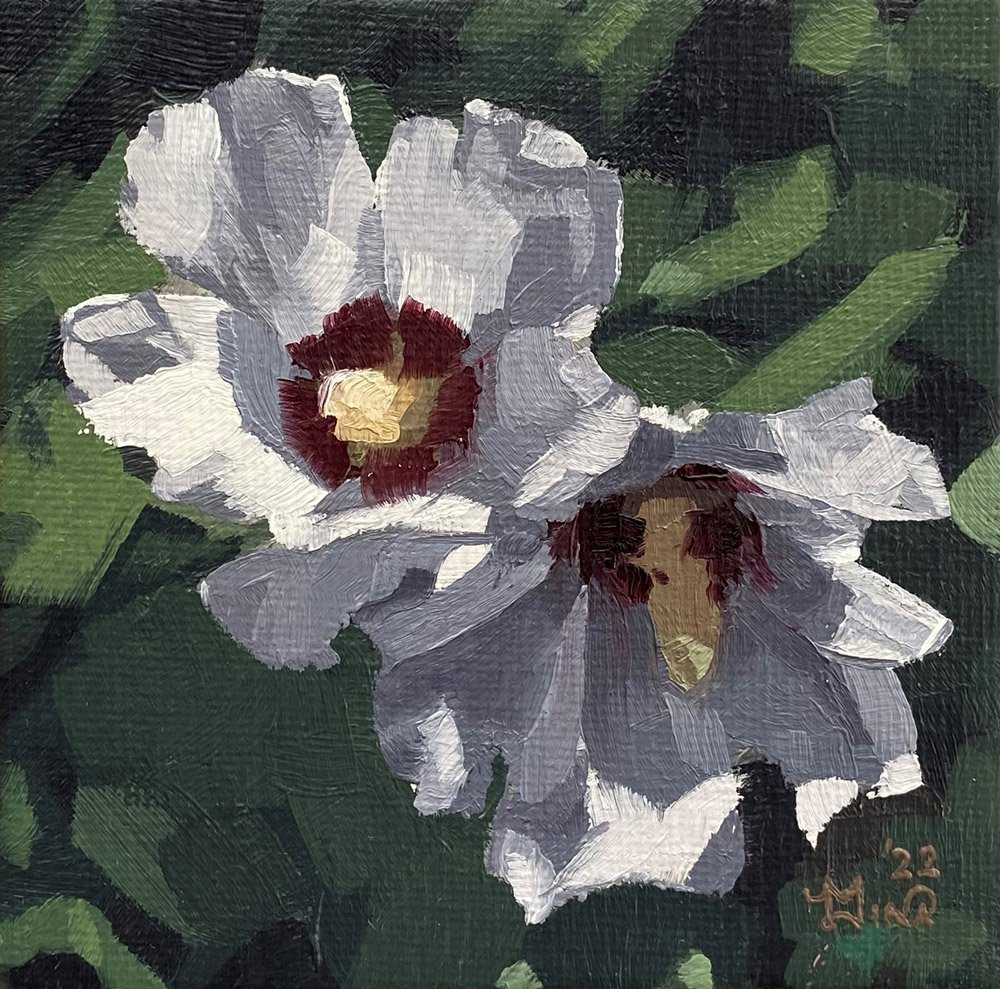 Hibiscus