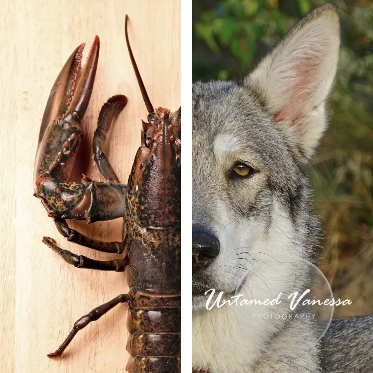 The Lobster, Then the Wolf