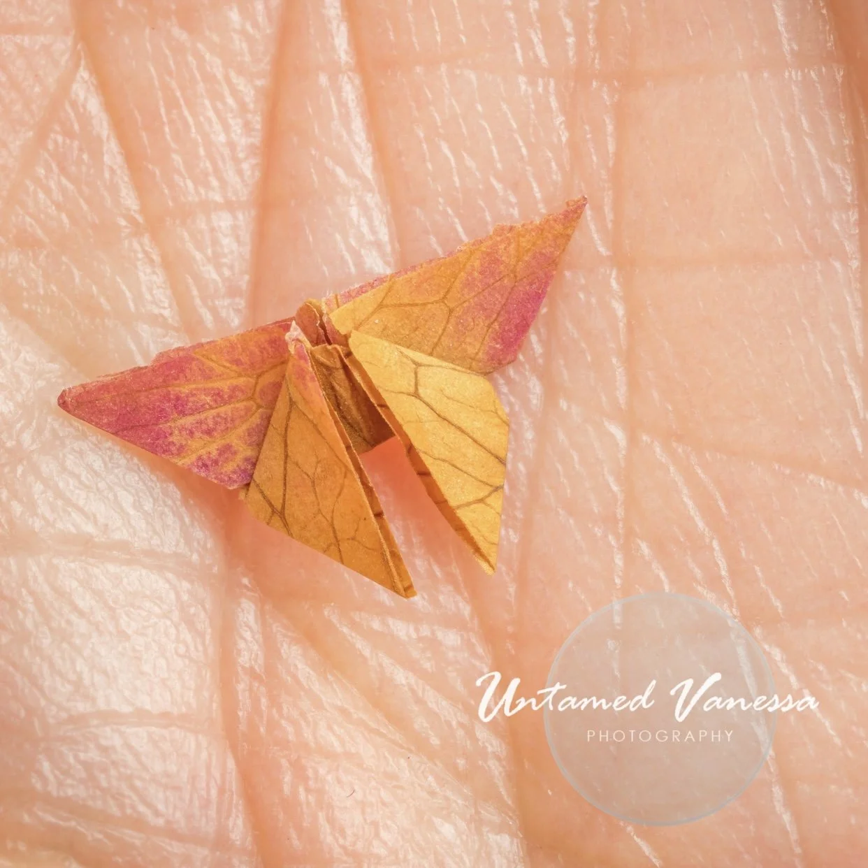 The Woman I Buried to Be Loved