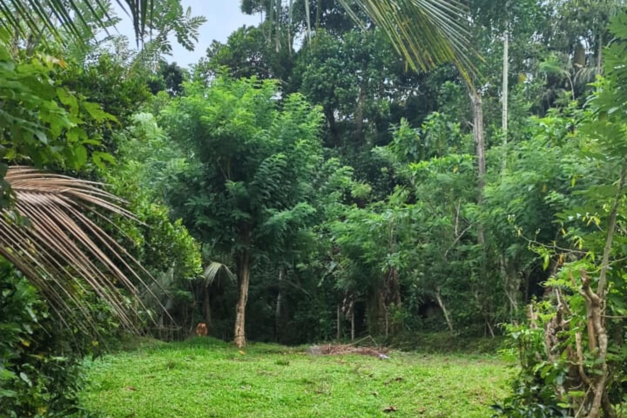 Ahangama paddy view land | Ahangama | Sri Lanka (210) 3.jpg