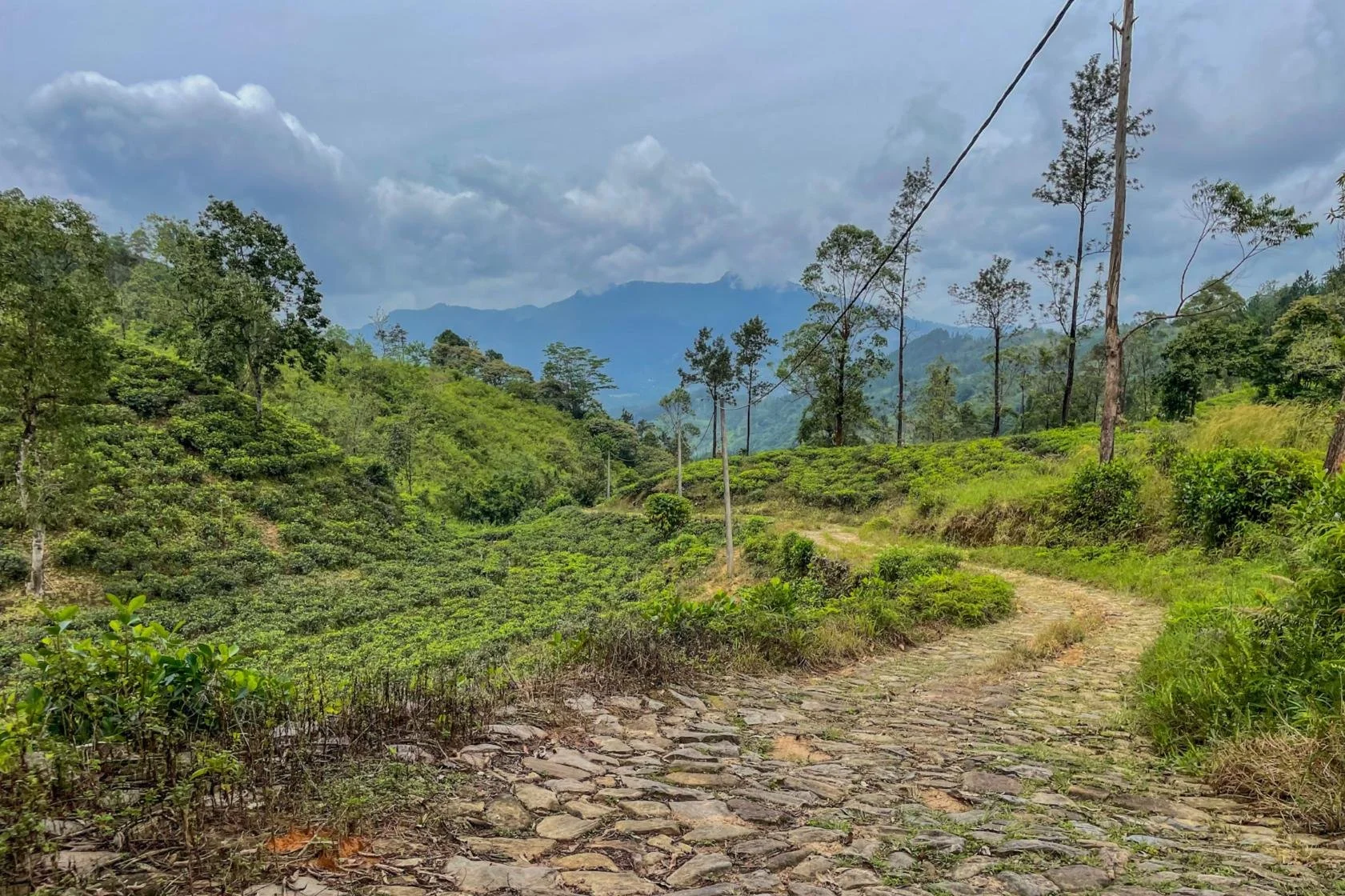 Tea estate for sale | Nawalapitiya | Sri Lanka | (PM11) 2.jpg