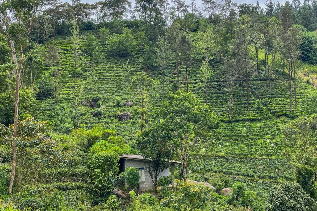 Tea estate for sale | Nawalapitiya | Sri Lanka | (PM11) 23.jpg