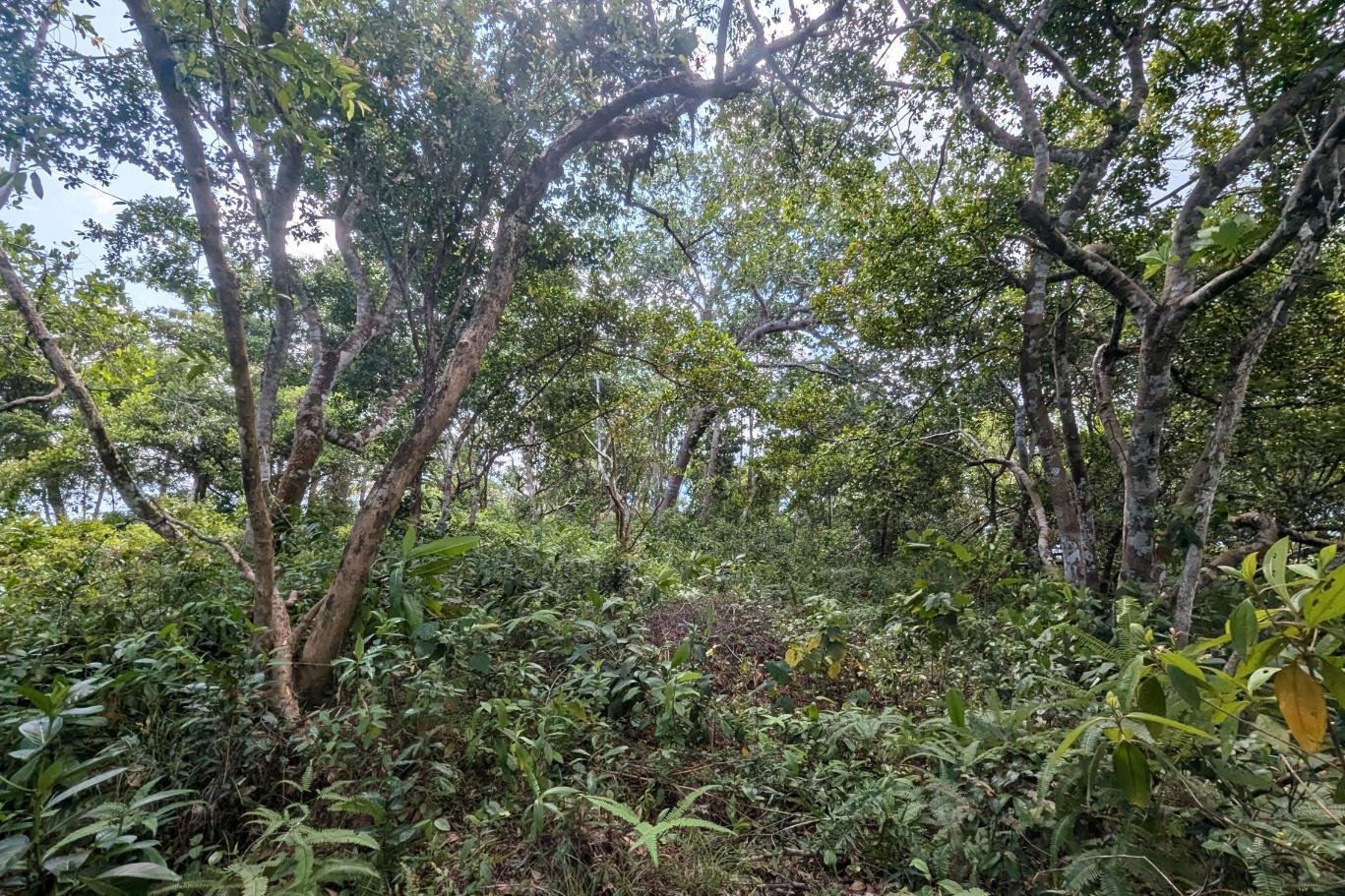 Ahangama jungle hill for sale | Ahangama | (227) 11