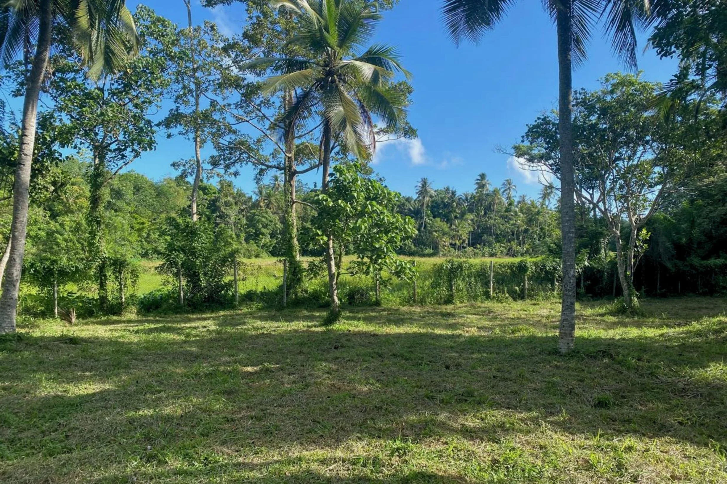 Heenatigala paddy land for sale | Galle | Sri Lanka | (239) 2