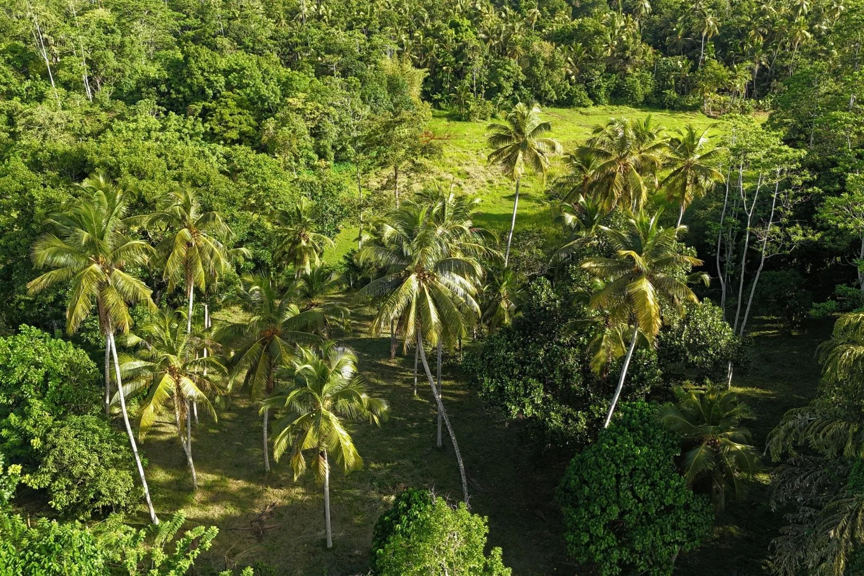 Heenatigala paddy land for sale | Galle | Sri Lanka | (239) 4