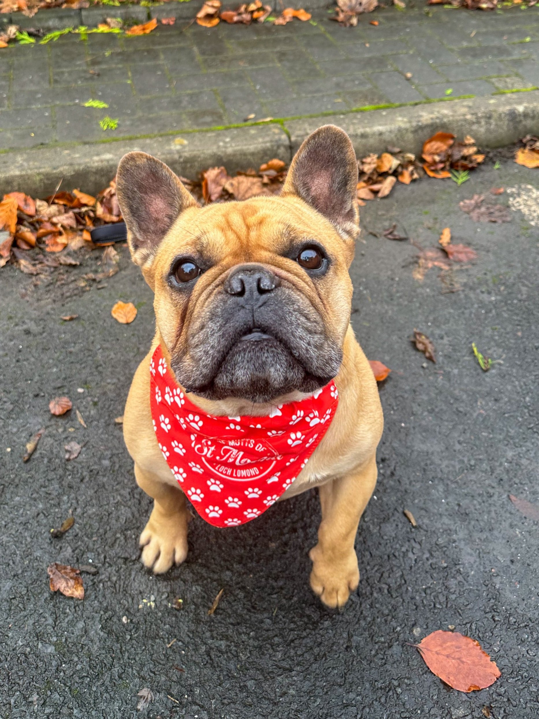 Dog Bandana