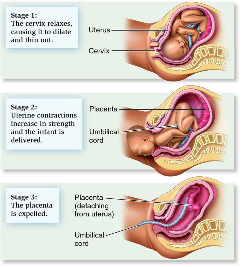 Stages of Labor