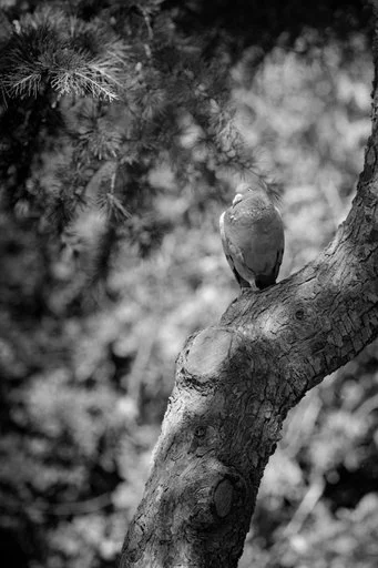 The Art of Black and White Photography Depth