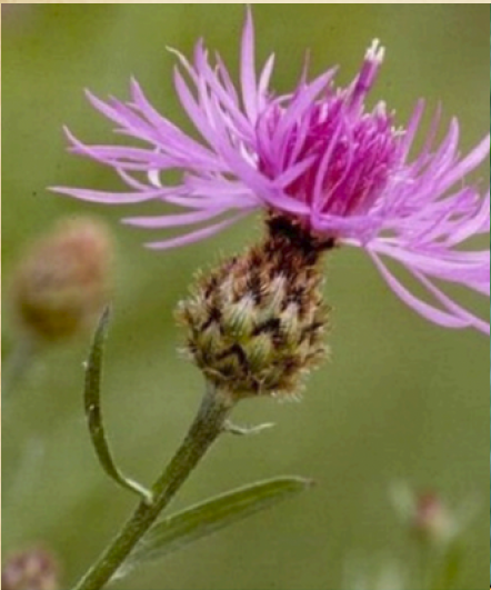 Upcoming Event: Noxious Weeds Education Day at Smiley Creek