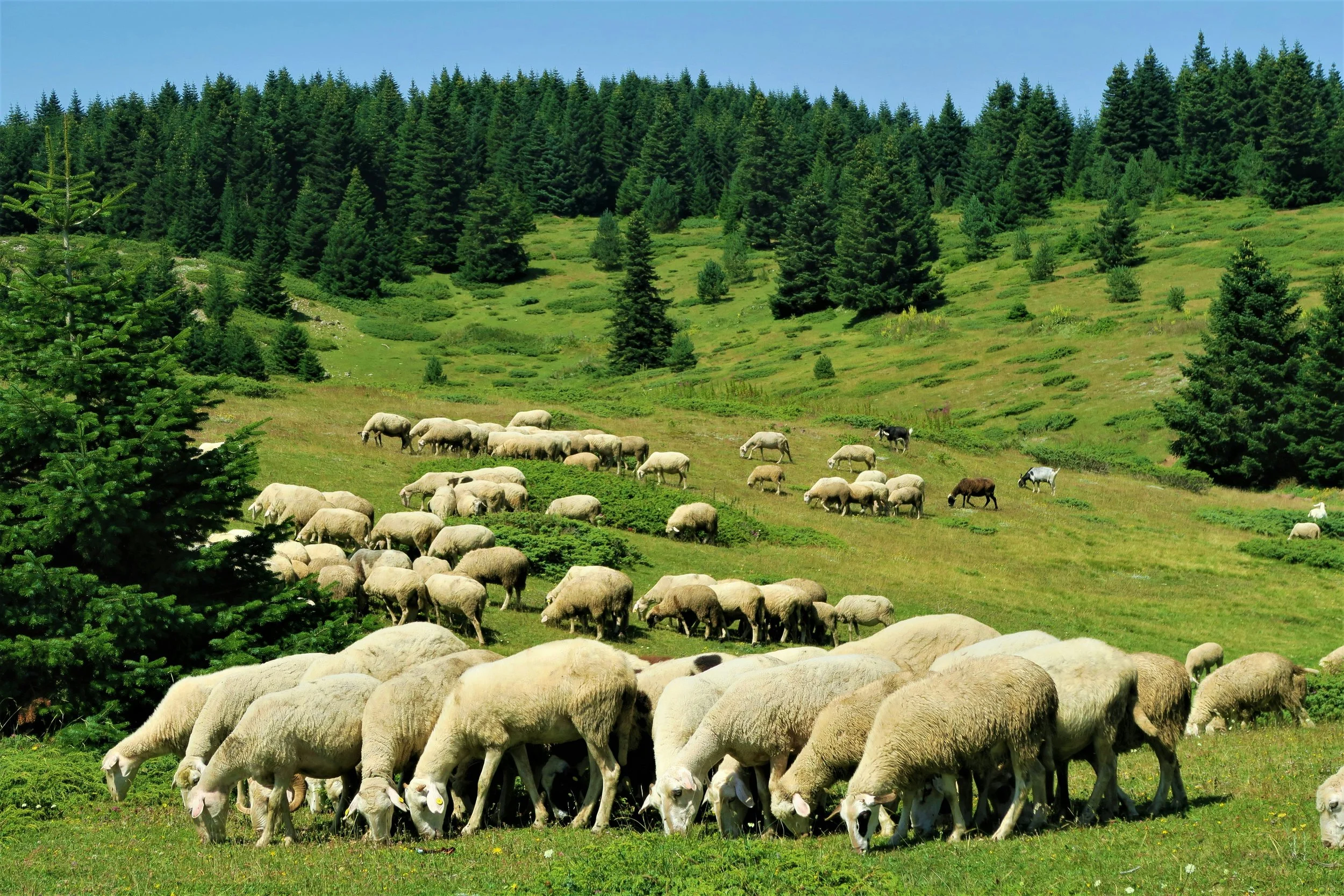 Smiley Creek Band - Sheep Grazing 2026 Schedule 