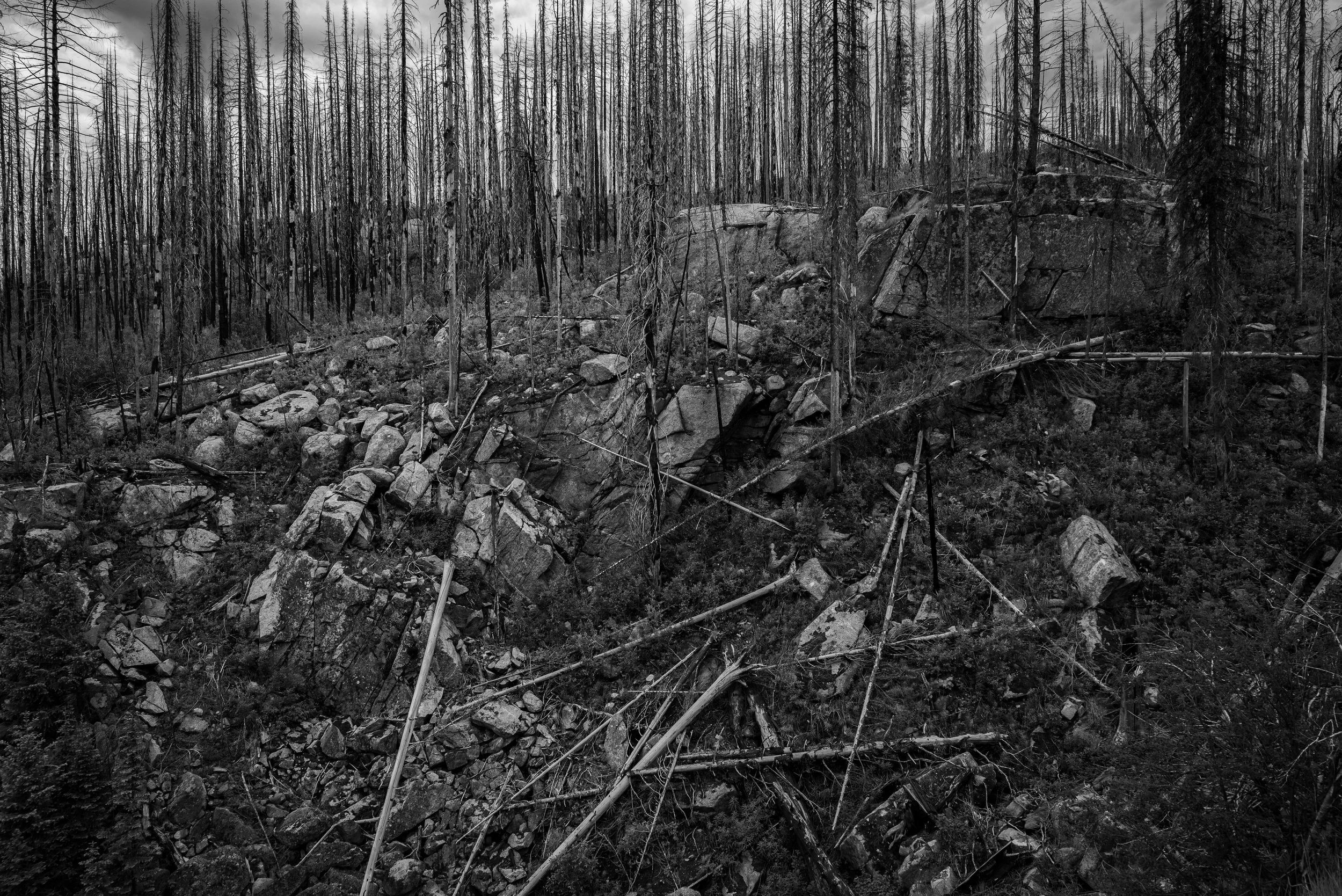 Wapiti Post-Fire Recovery Project Discussion