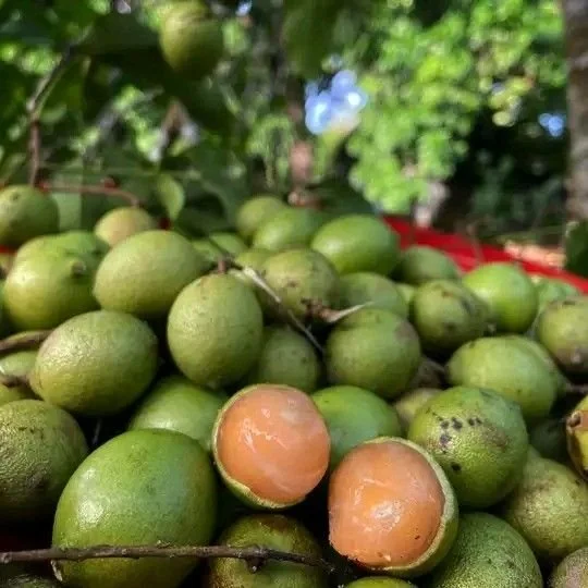 mamon nica