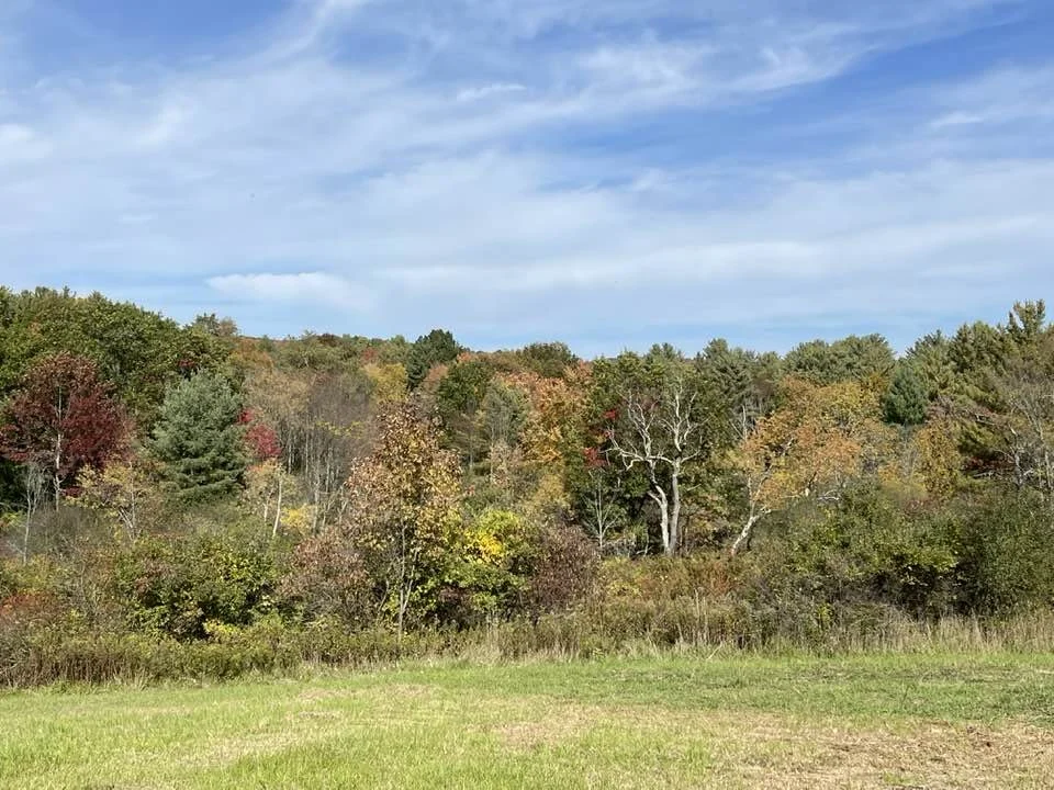 Fall Trees Upstate New York