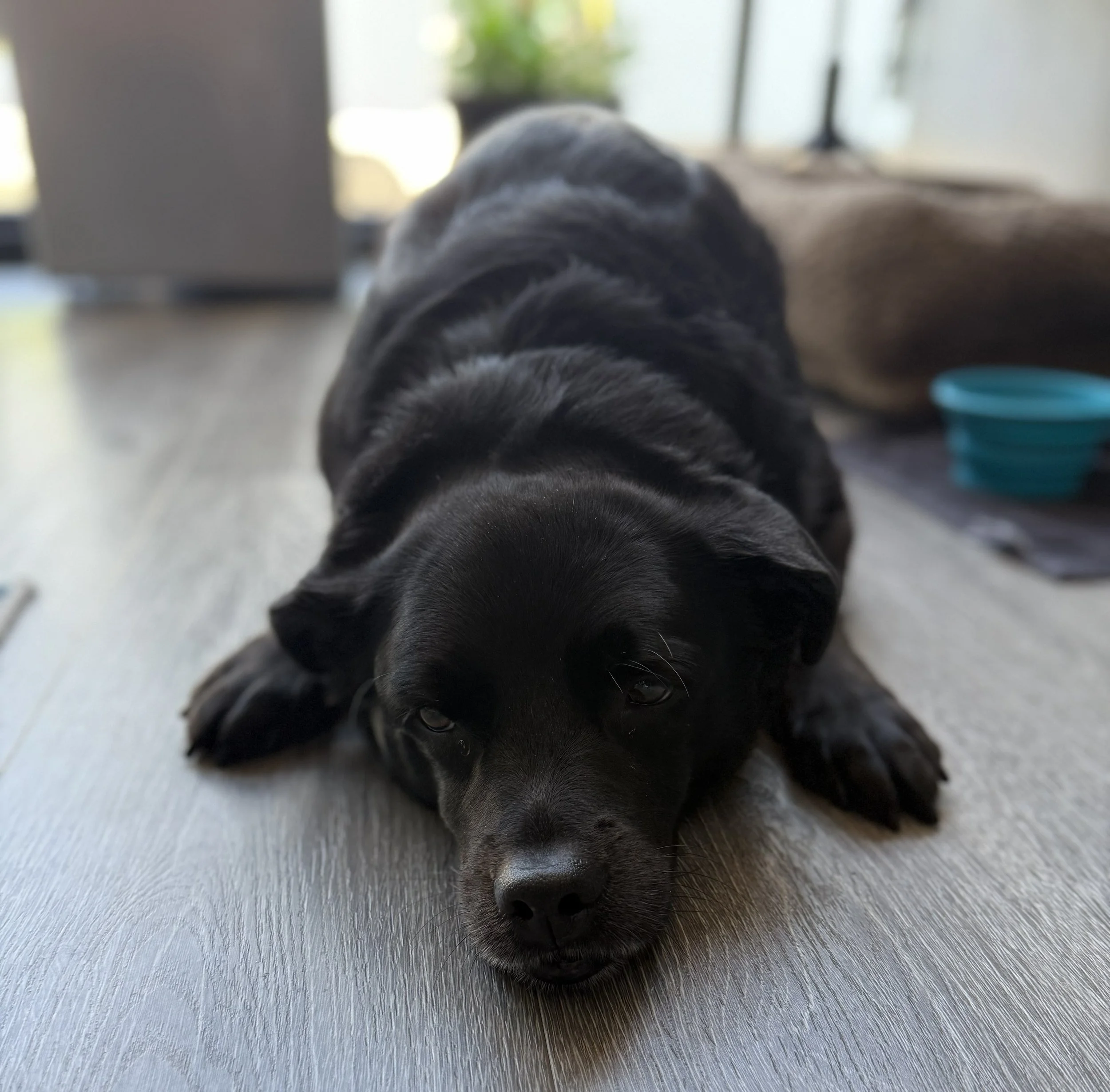 pup.jpg