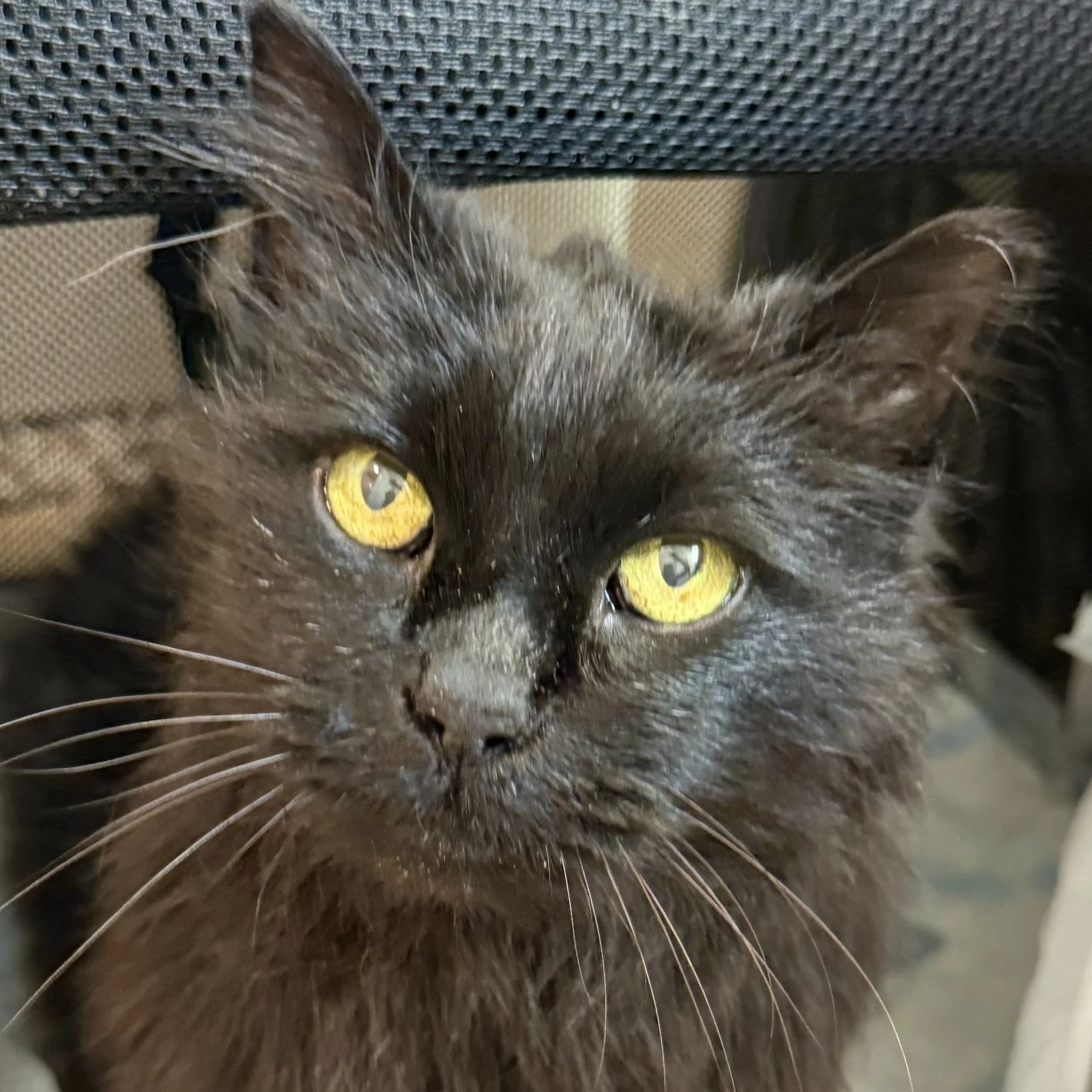 Penelope