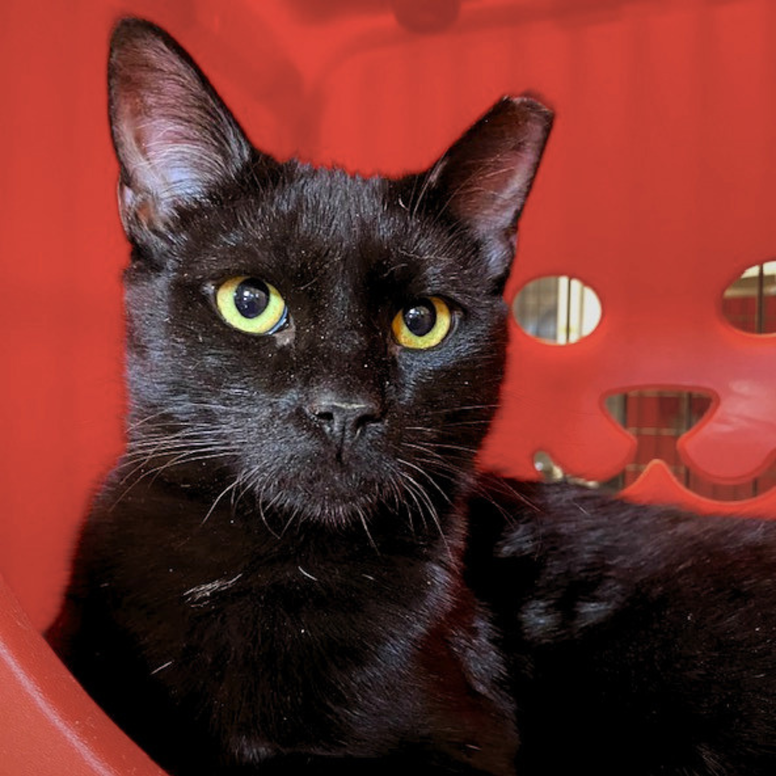 Hank Williams, a short haired black cat