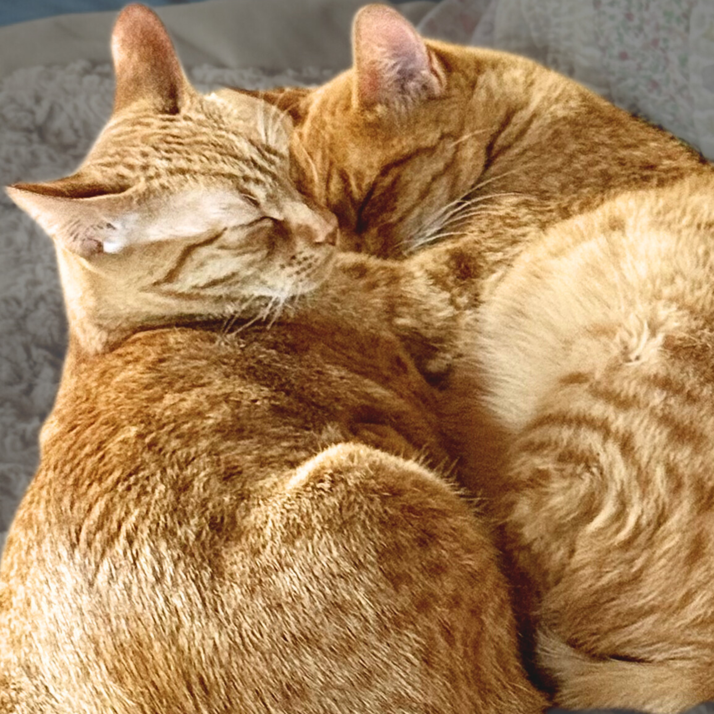 Ben and Daisy are at Teca Tu