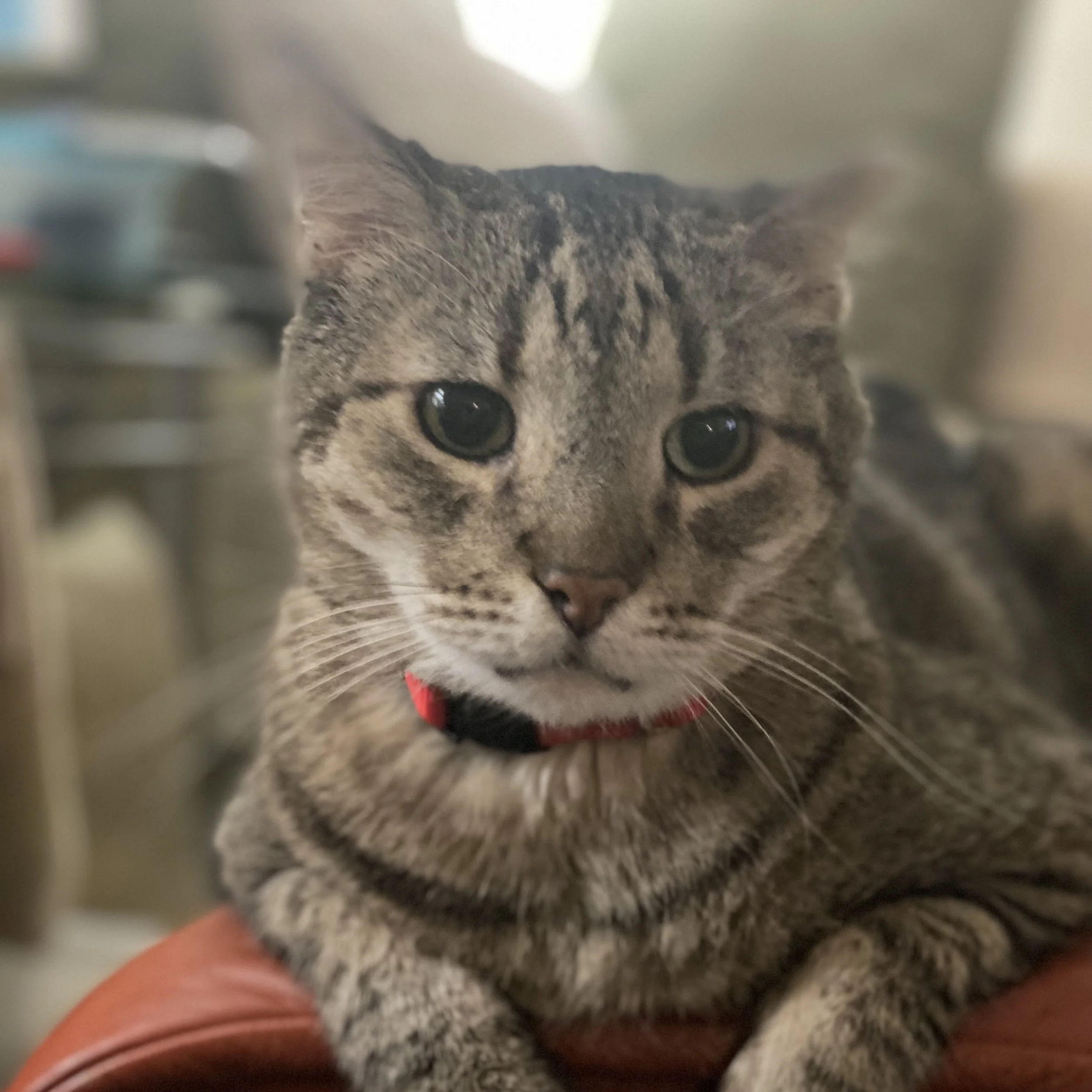 Big Boy