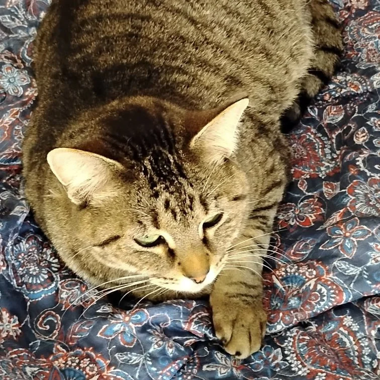 Katsumi