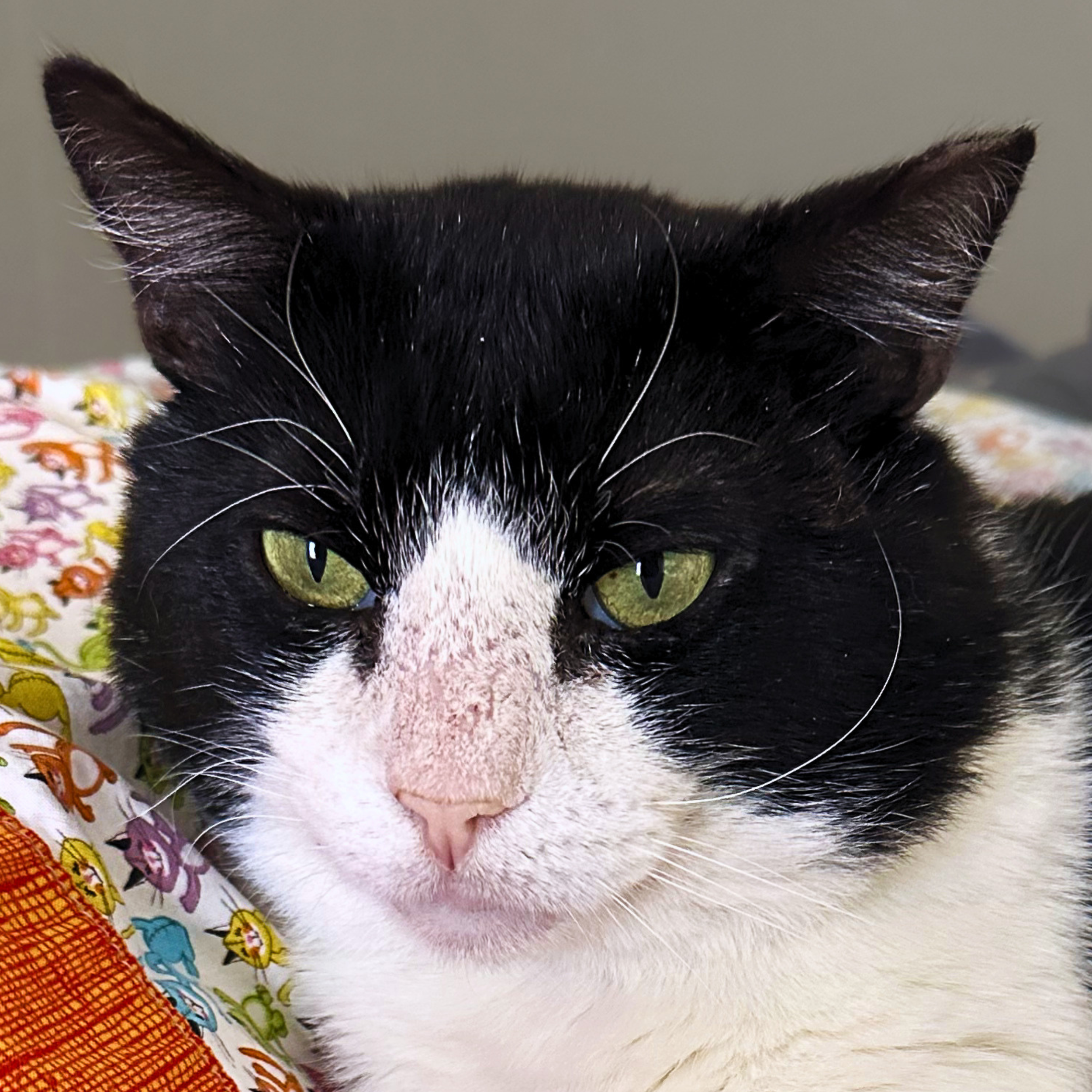 black and white cat