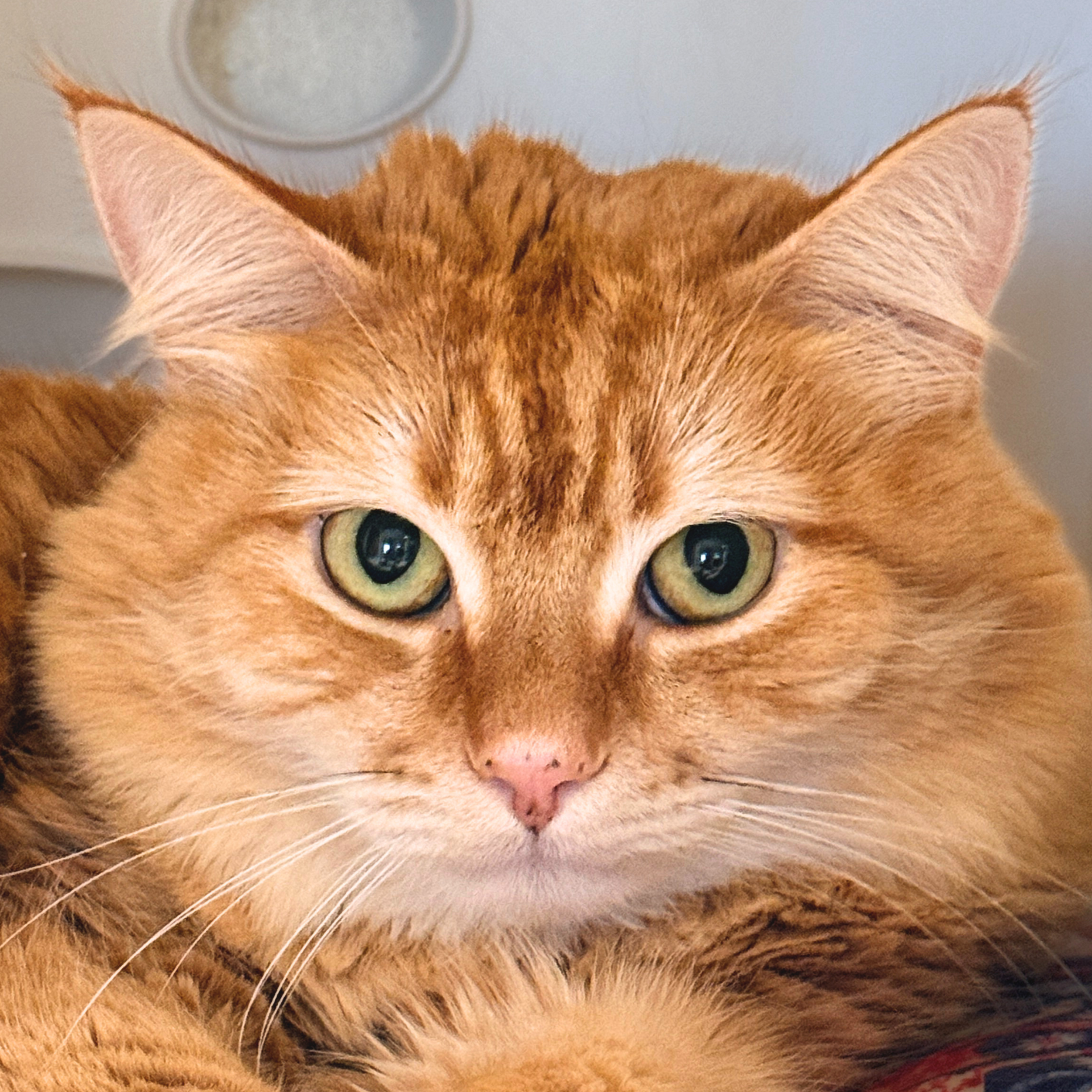 Tater Tot - A Longhaired orange tabby female