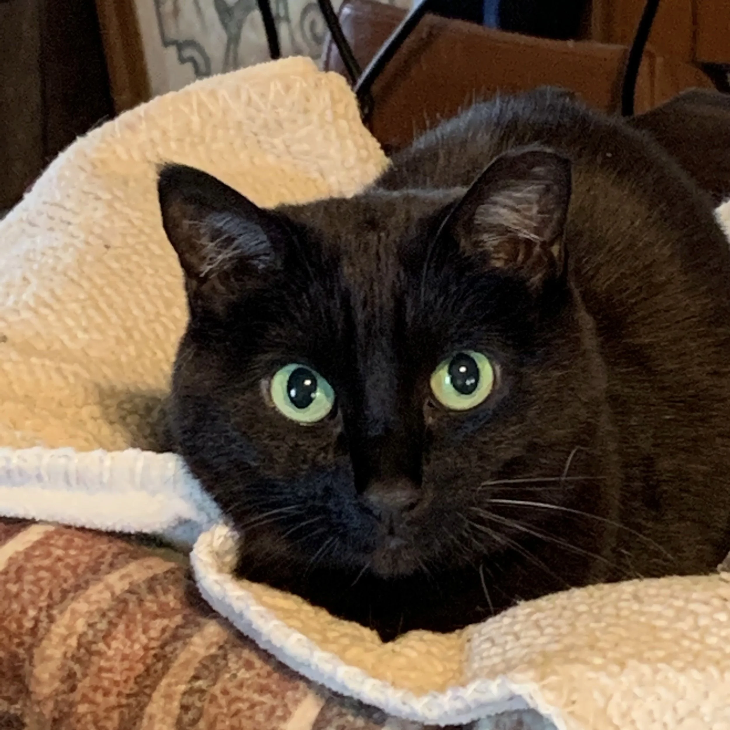 Ebony