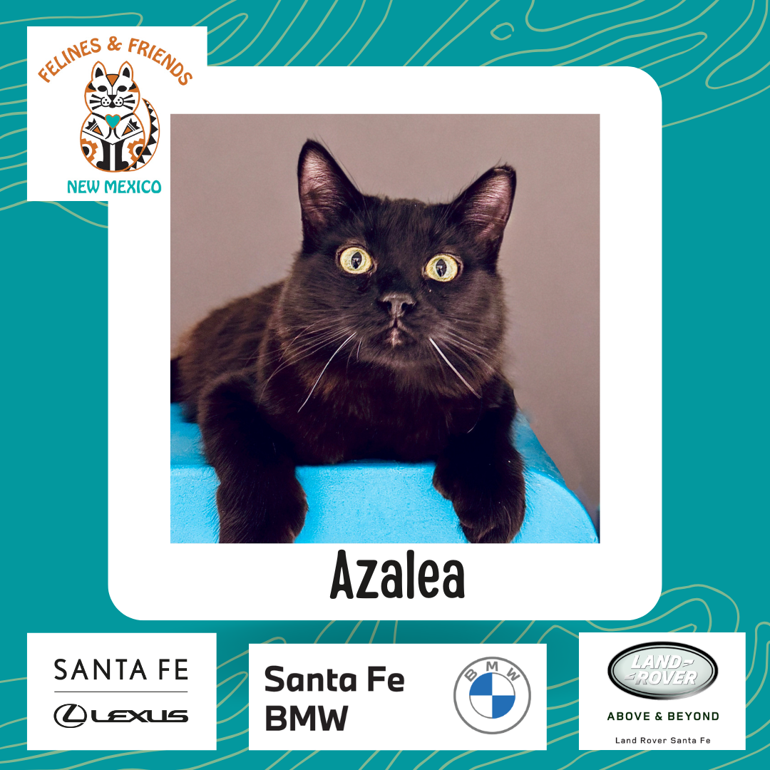 Azalea