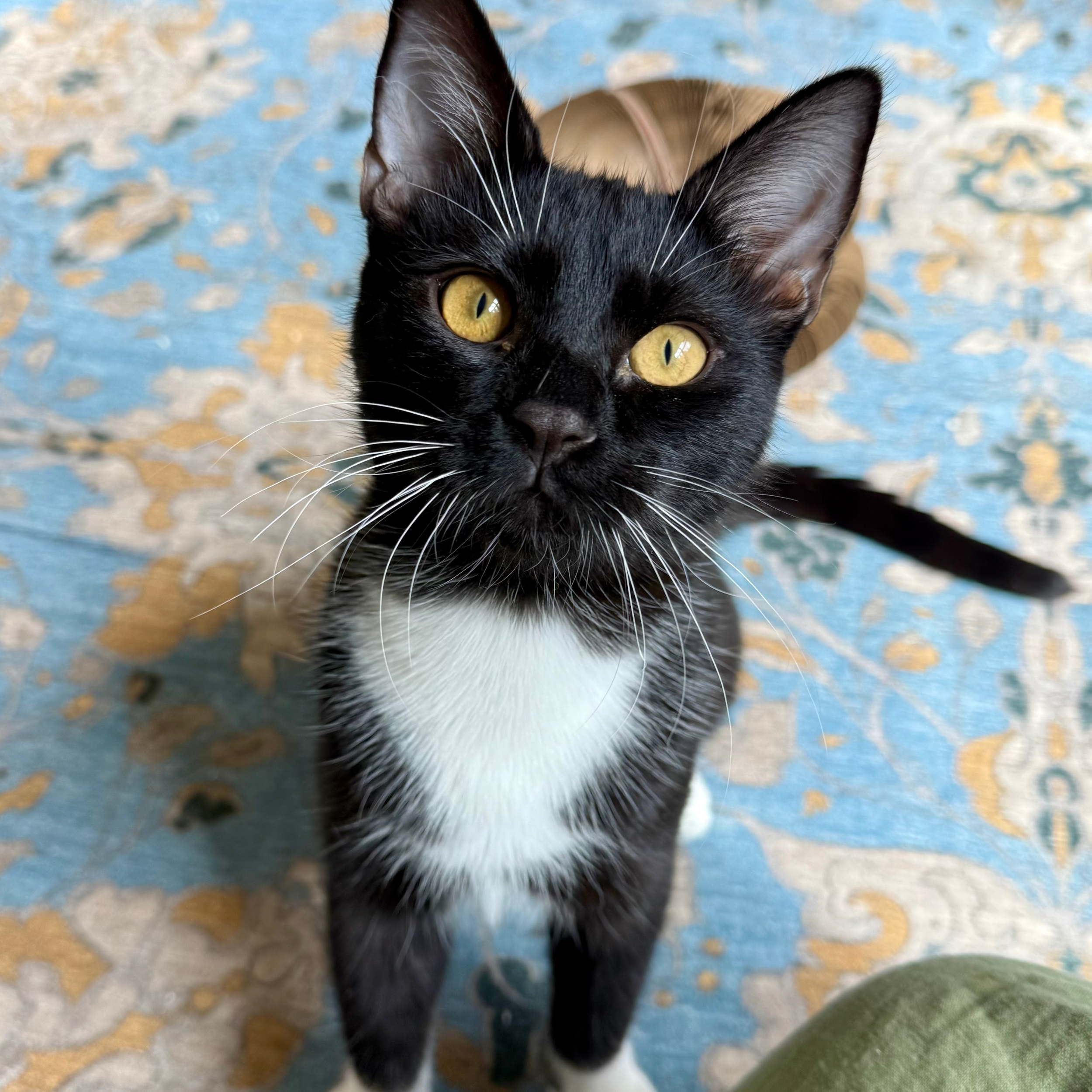 tuxedo cat