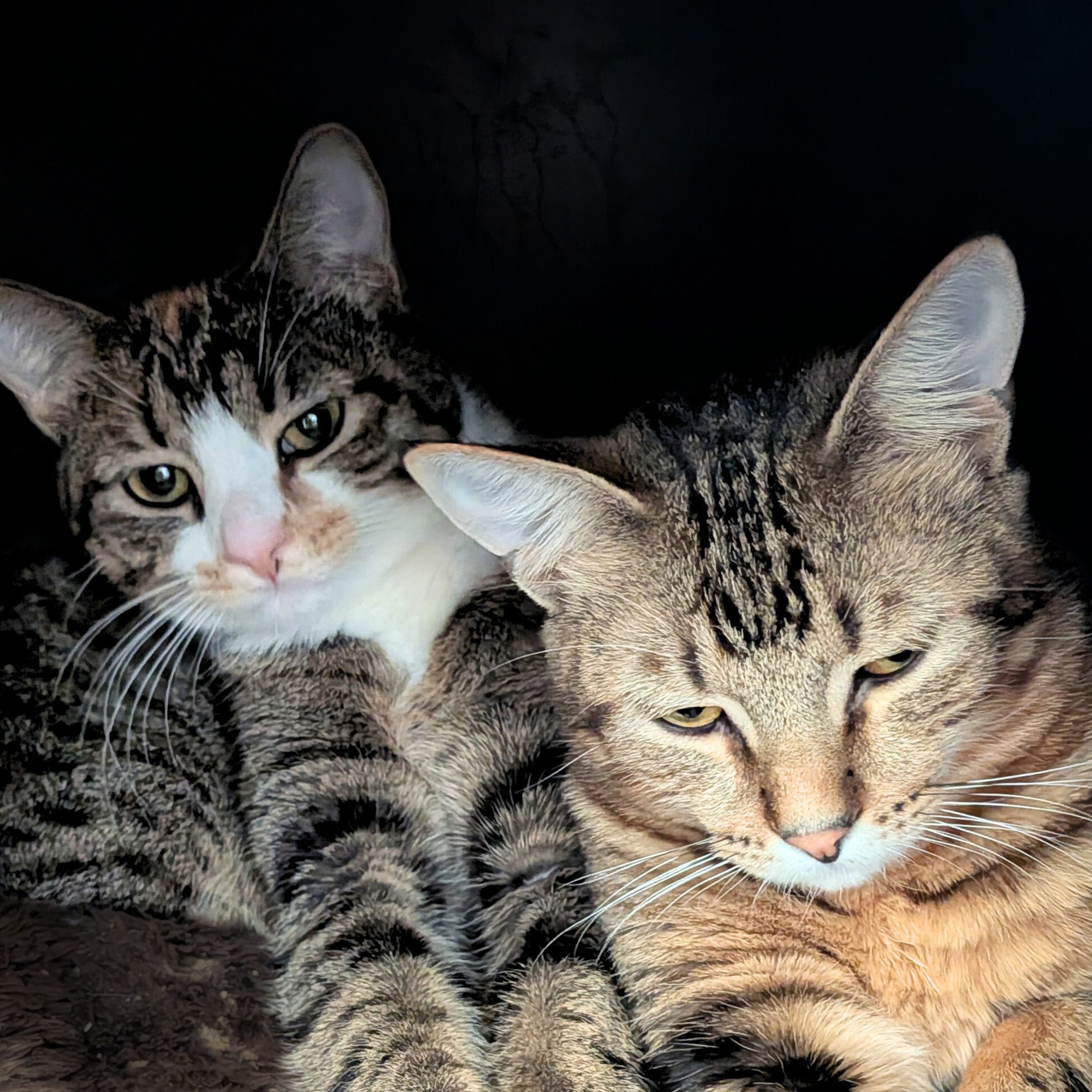 Izabella and Simba - two domestic shorthairs