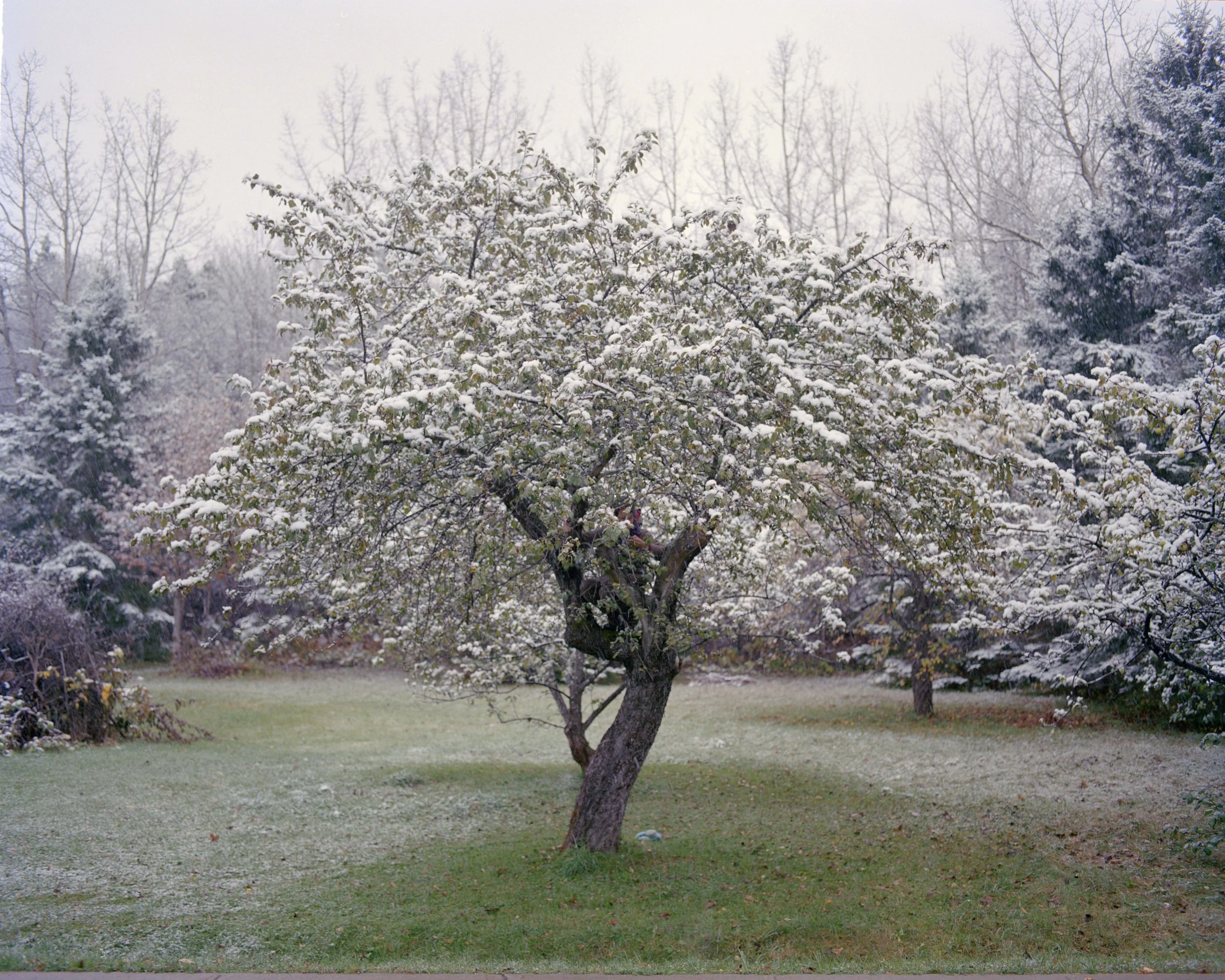 Cachée dans l'arbre