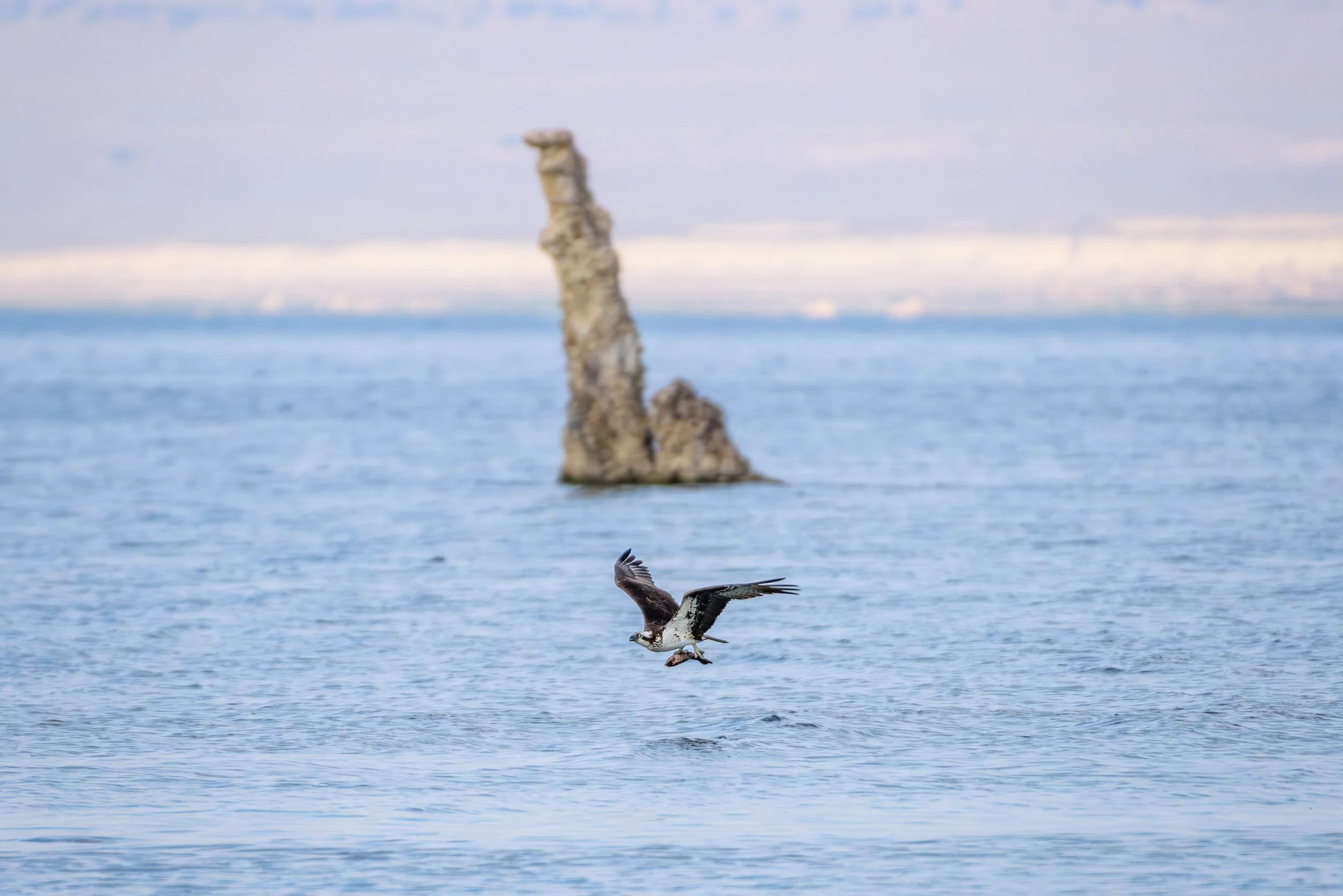 Hunted Fish, Osprey, and the Loch Ness Monster
An osprey sweeps over the salty expanse of Mono Lake, talons locked around the day’s hard‑won catch—likely plucked from one of the clear, cold rivers or lakes spilling out of the Eastern Sierra. Behind i
