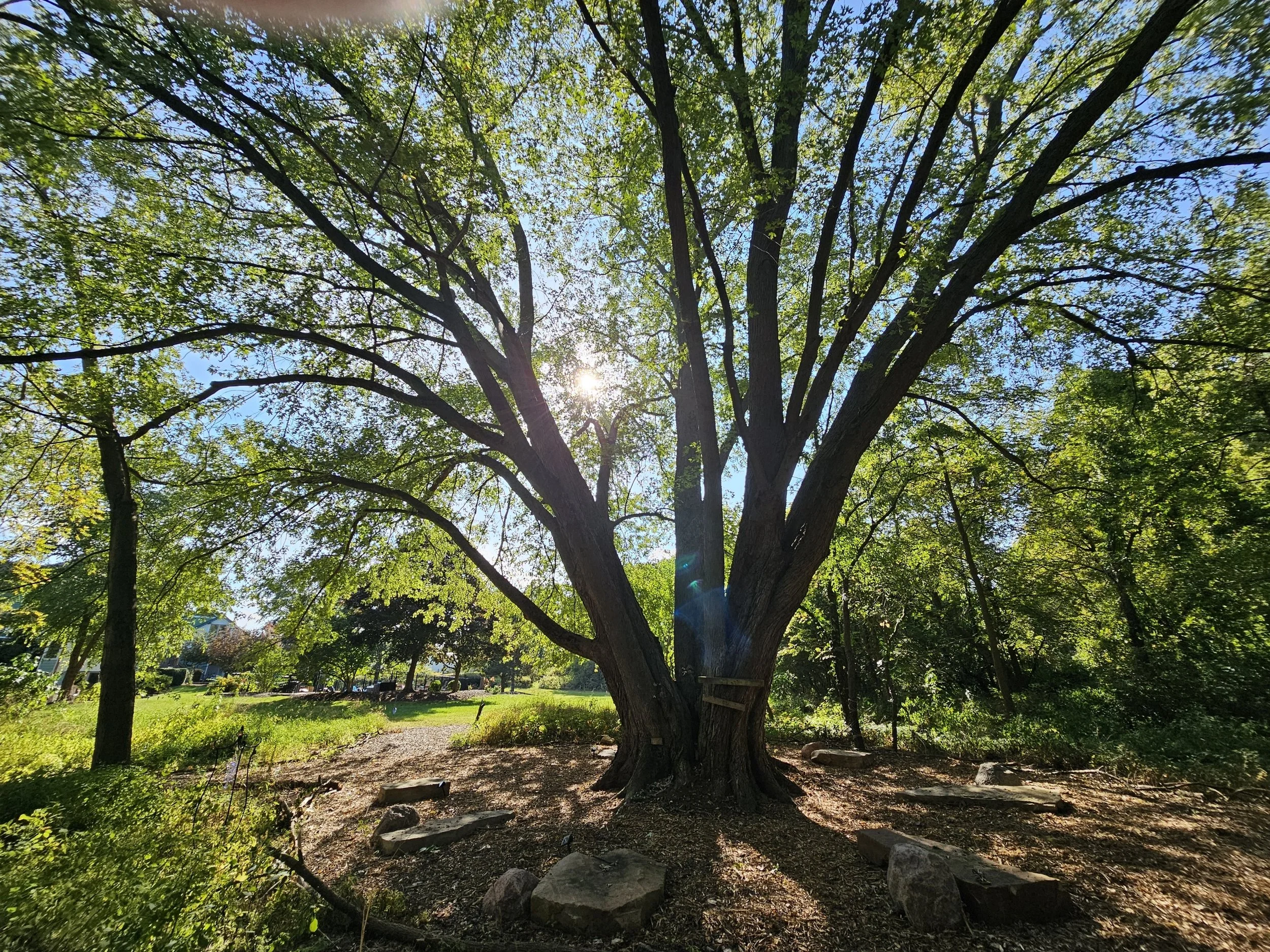 Elementals at Serenity Forest 