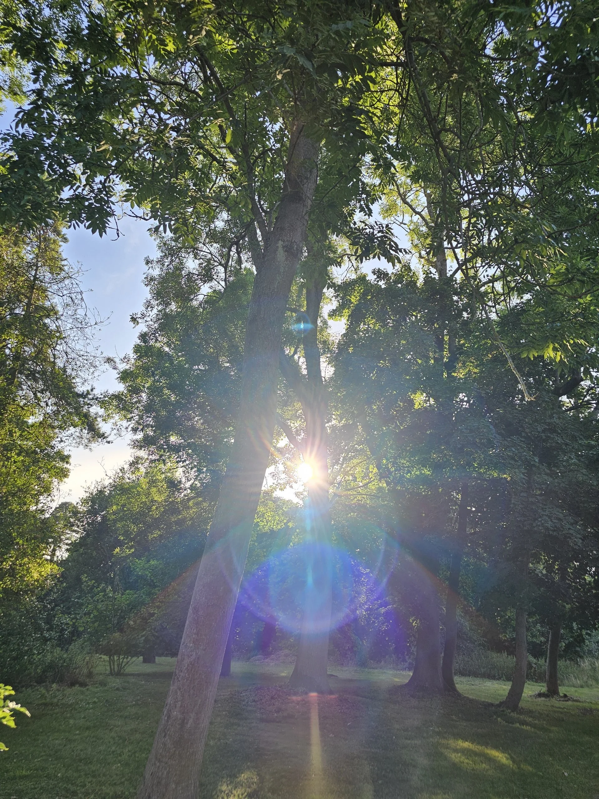 Light Being Tree Portal 
