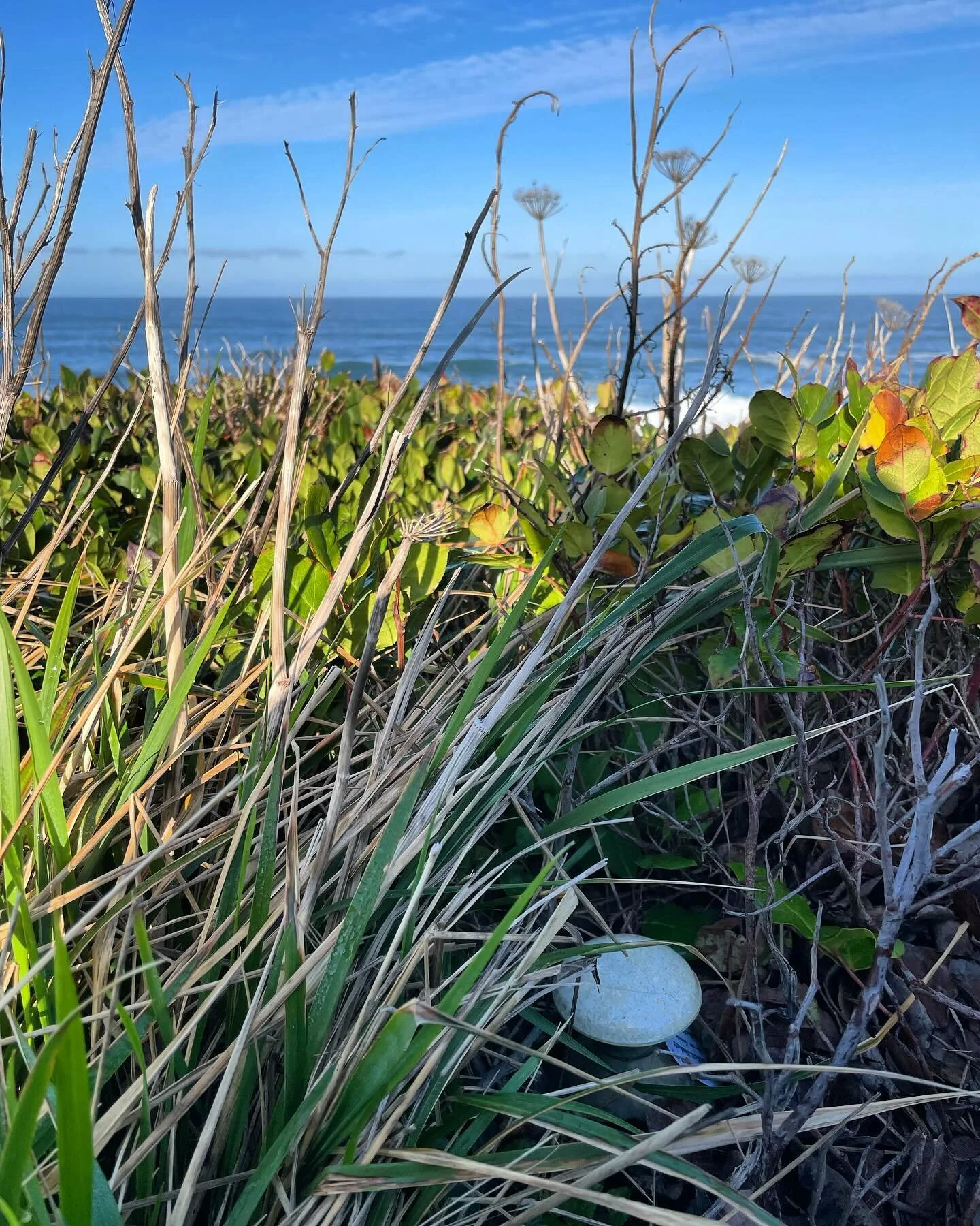 Yachats Mushroom Treasure Hunt

2/24/24 Mushroom Treasure Hunt Hint:
Yachats will unveil our new Pocket Parks Project this April! Stay on the trails please and don&rsquo;t cross the orange fences!
Responsible recreation is key. Respect the earth bene