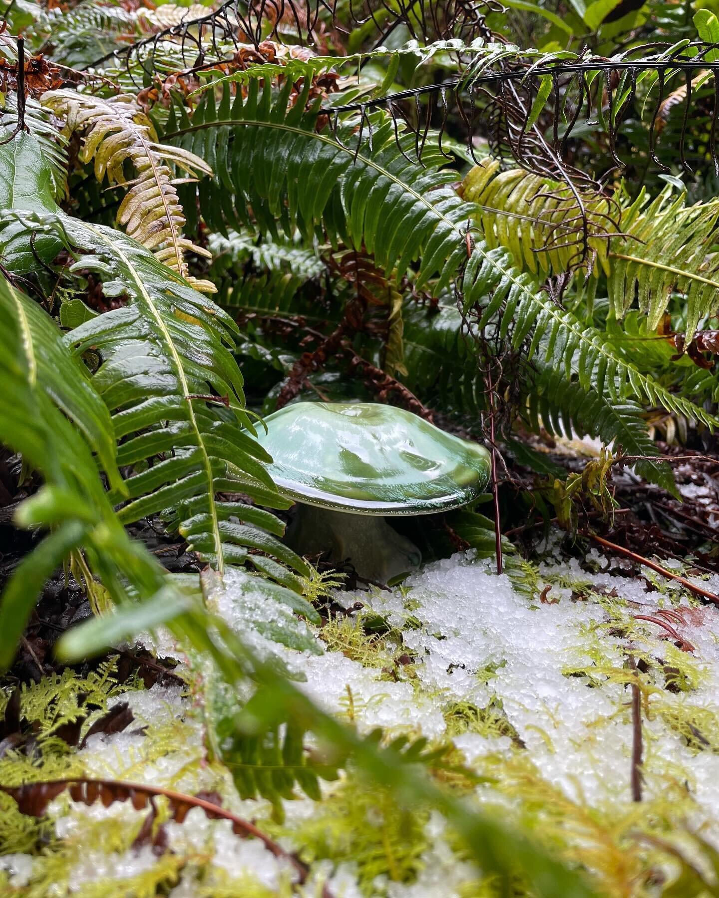 Yachats Mushroom Treasure Hunt

3/2/24 Mushroom Treasure Hunt Hint:
Yachats had a rare snow yesterday, some trails still have signs of it. The mushroom is hiding somewhere  in our botanical garden among the first trilliums of the season.

Responsible