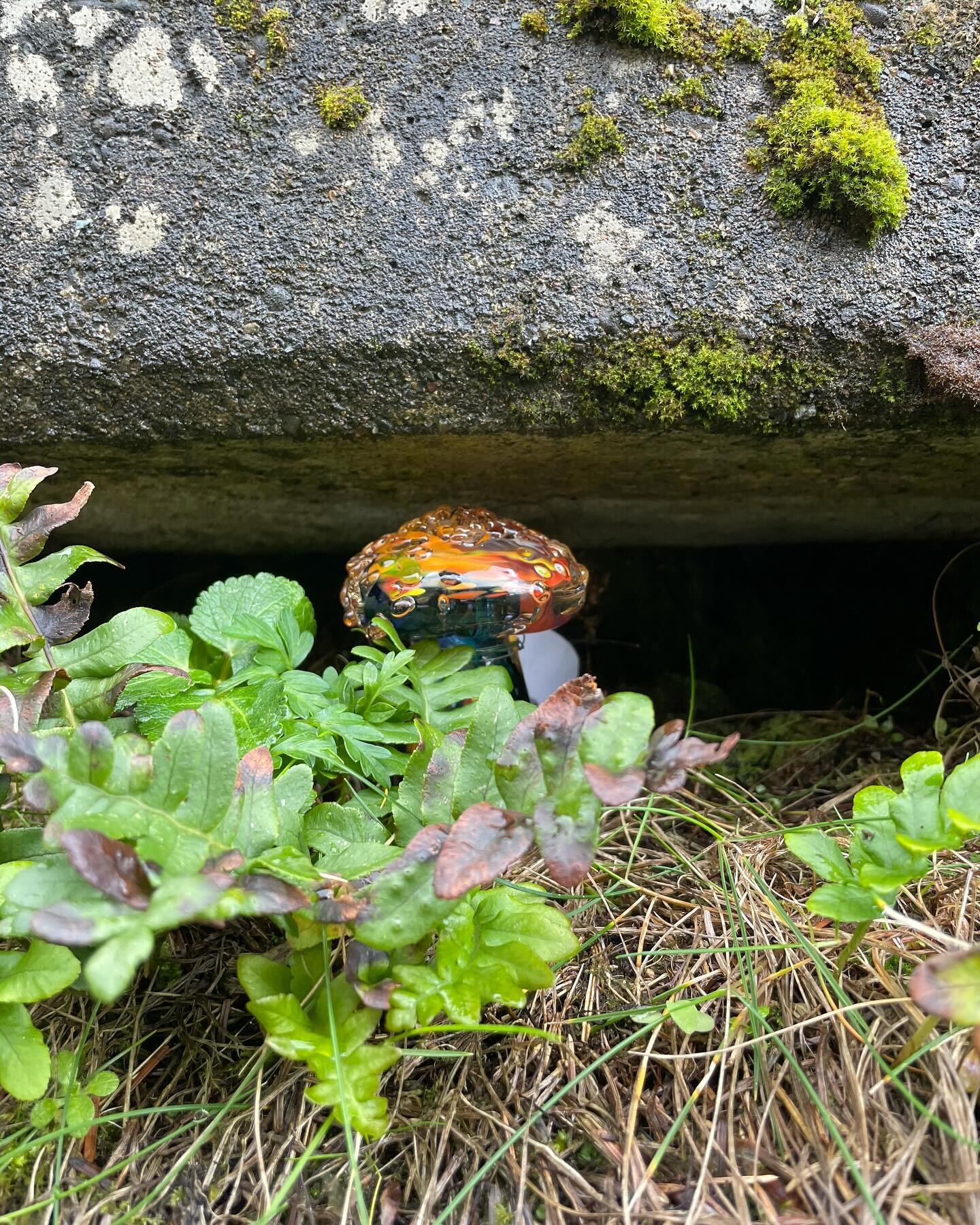 Yachats Mushroom Treasure Hunt

3/2/24 Mushroom Treasure Hunt Hint:
The Devil went down to Yachats and found a mushroom there! 

Responsible recreation is key. Respect the earth beneath your feet and tread lightly. These mushrooms are only found with