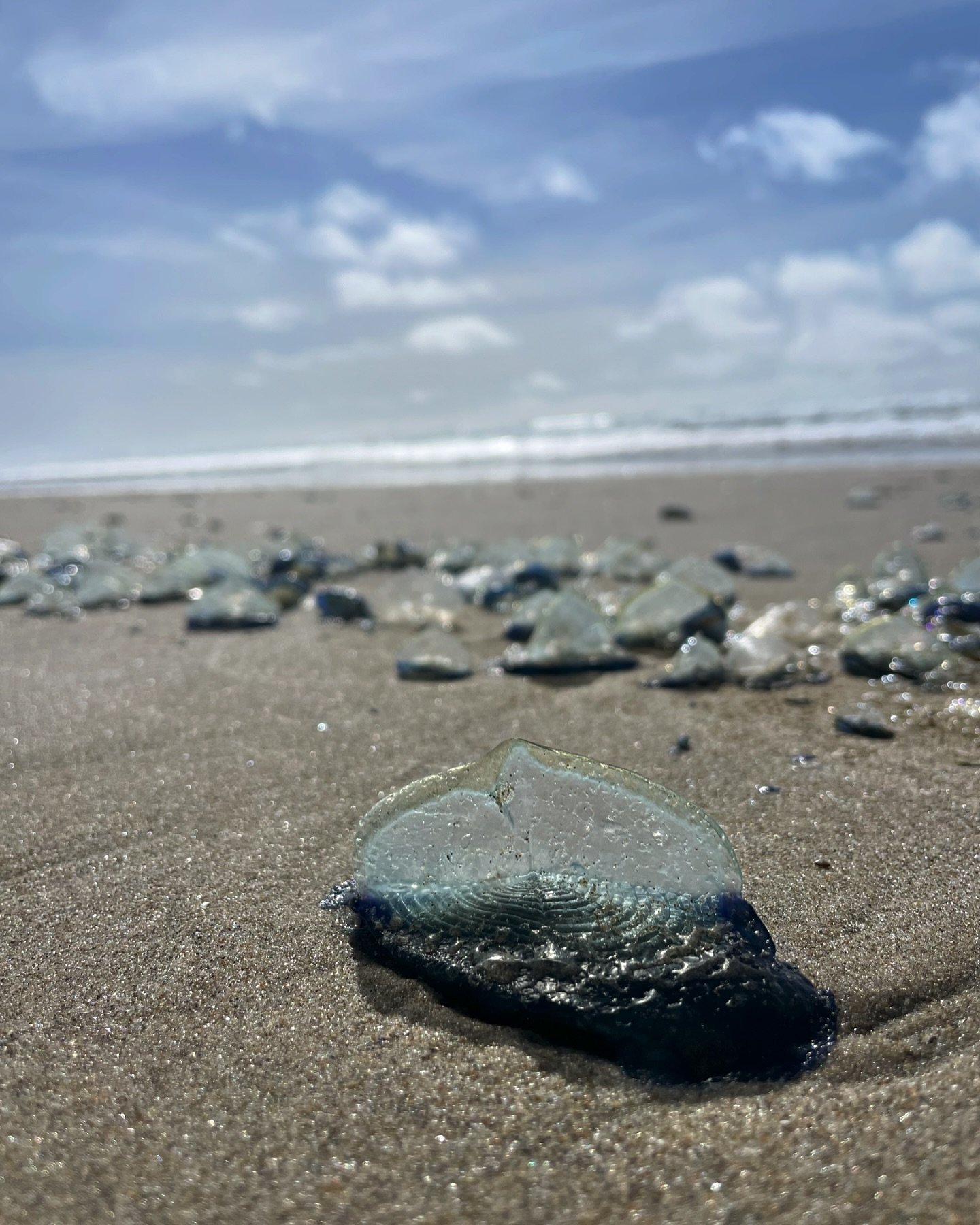 🌊✨ Discover the Blue Wonders of Yachats! ✨🌊

Have you ever stumbled upon a beach adorned with tiny blue sailors? Meet Velella velellas, also known as by-the-wind sailors, these fascinating creatures are a seasonal spectacle along the coast.

🔵 Wha