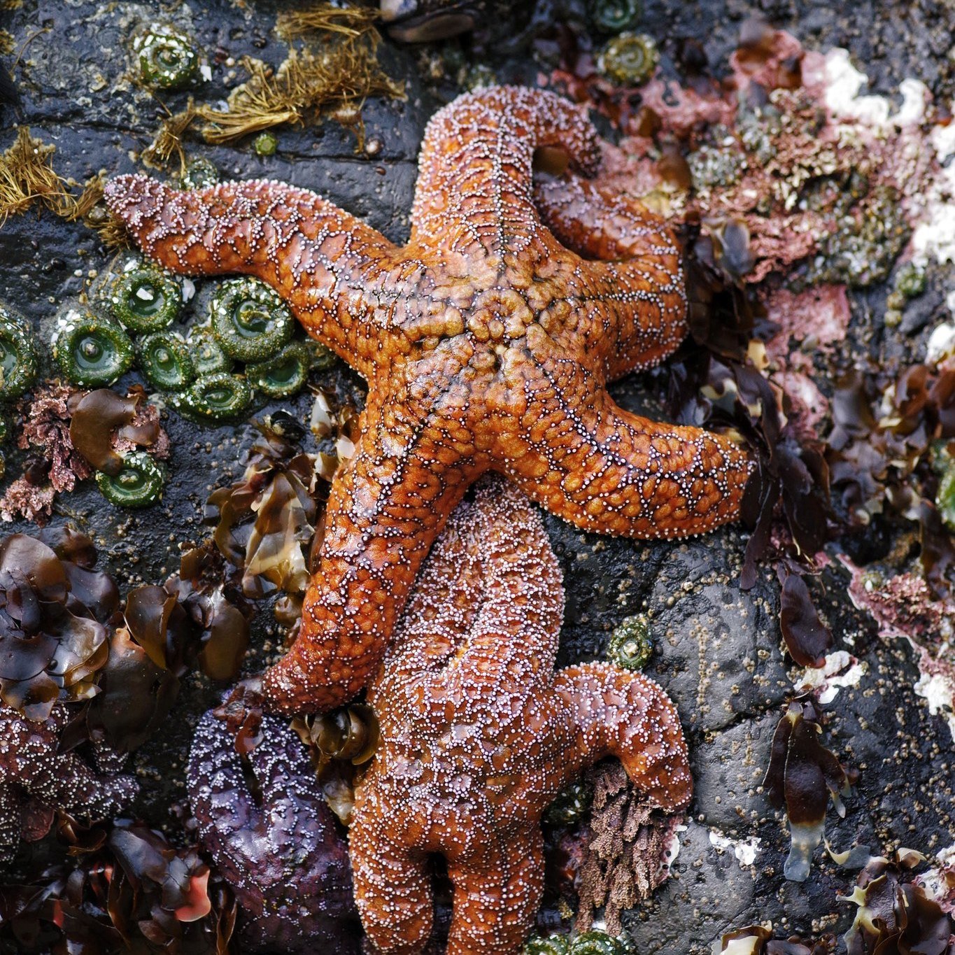 🌍💫 Happy Earth Day from Yachats, where even the sea stars are getting into the spirit of the day &ndash; check out this adorable ocean cuddle! 🌊🌟

Today, let's spread as much love for our planet as these two tidepool sweethearts. Whether you&rsqu