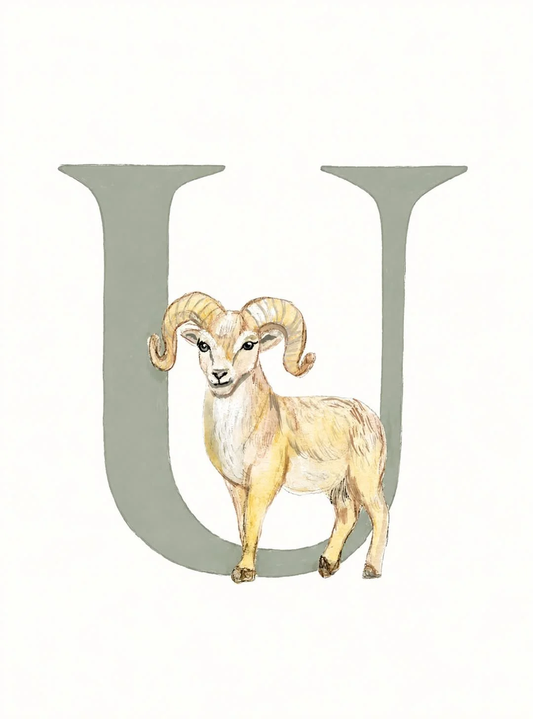U
