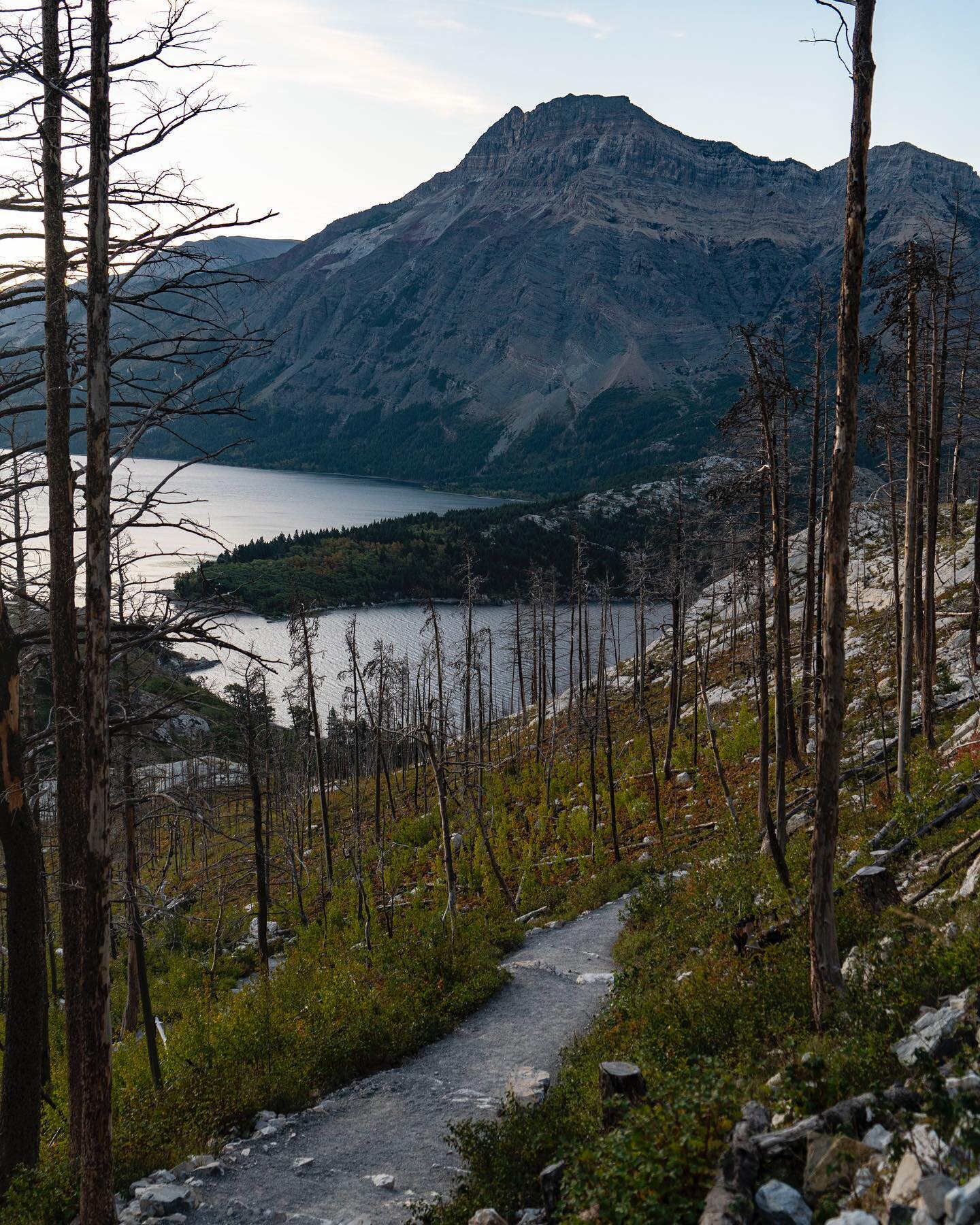 Remembering the lovely sunrise hike to Bear&rsquo;s Hump in Waterton Lakes National Park and its windswept views
.
.
.
#travel #traveling #travelphotography #instatravel #traveler #traveller #travelling #landscape #landscapephotography #sunrise #moun