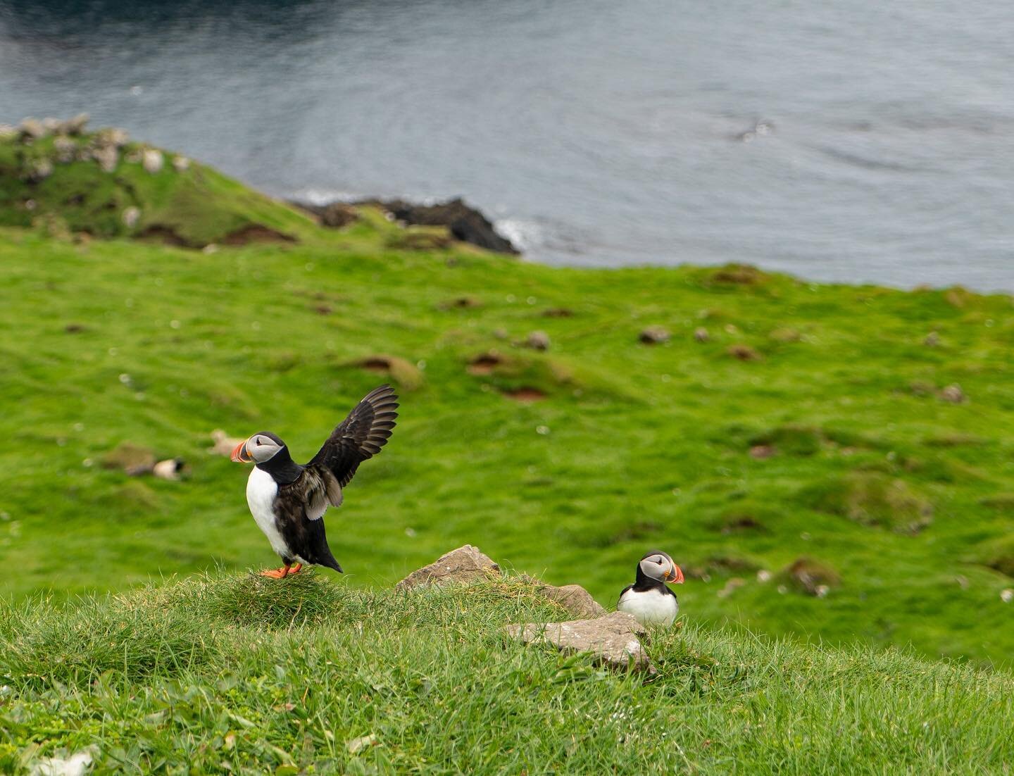 NEW BLOG POST (link in profile)!
No trip to the Faroe Islands would be complete without a visit to Mykines, known to be a haven for seabirds. Hiking, ferrying, Puffin-ing&hellip;we had it all! Read more about our adventure on the blog (leavingsanity.