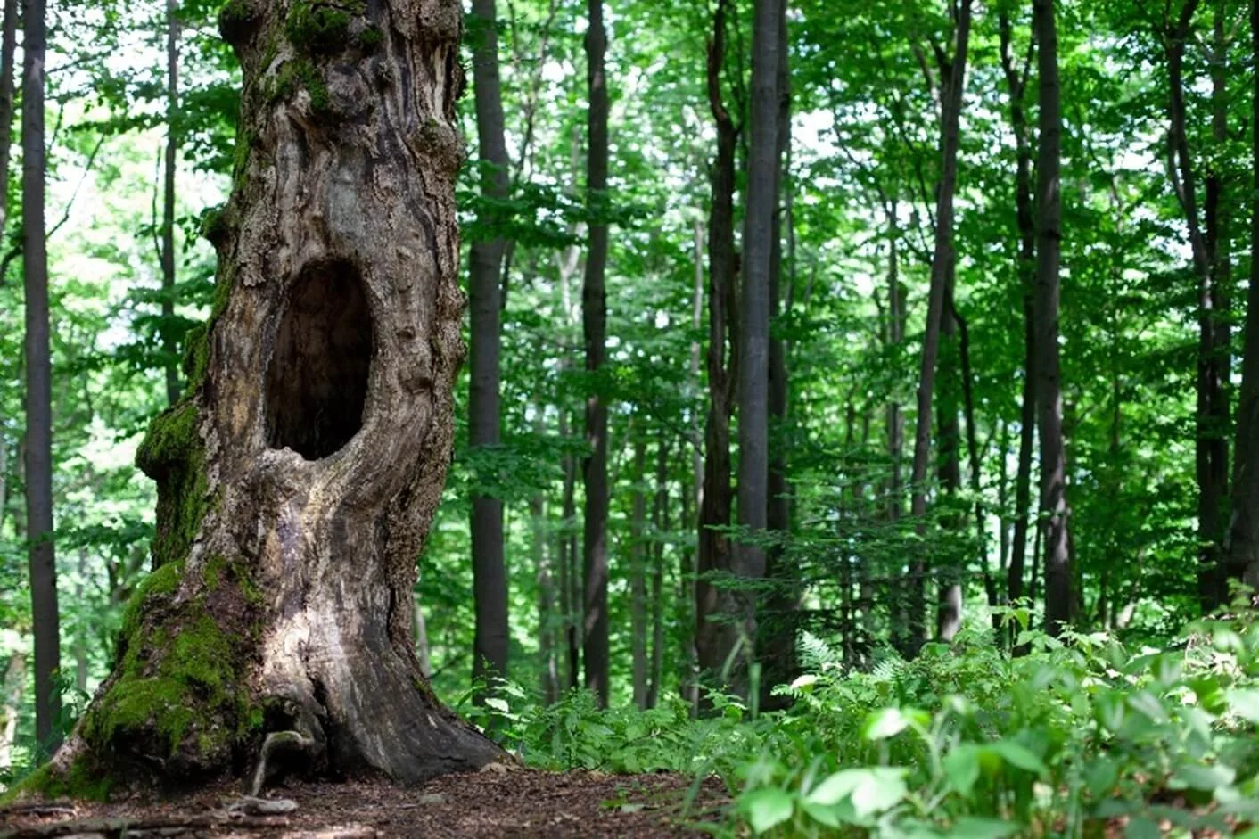 Reframing – The importance of Language