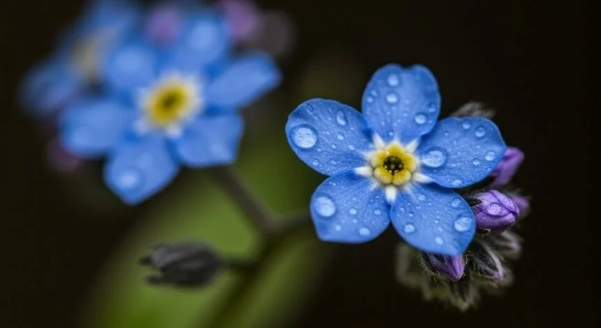 Blue flower pedals