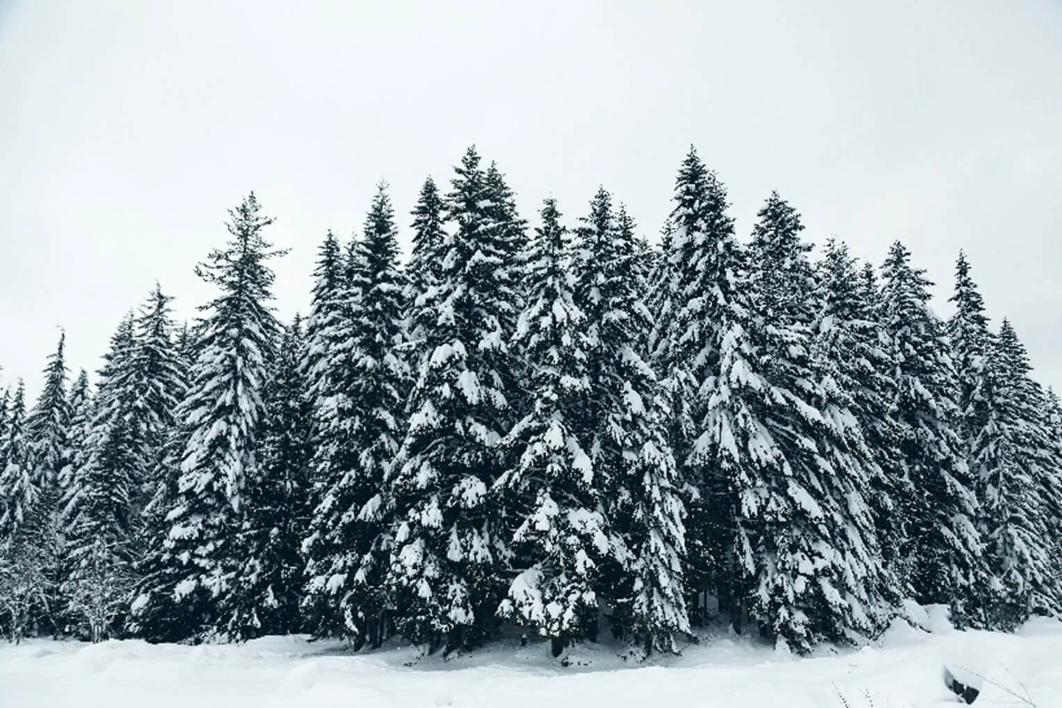 Snow covered trees